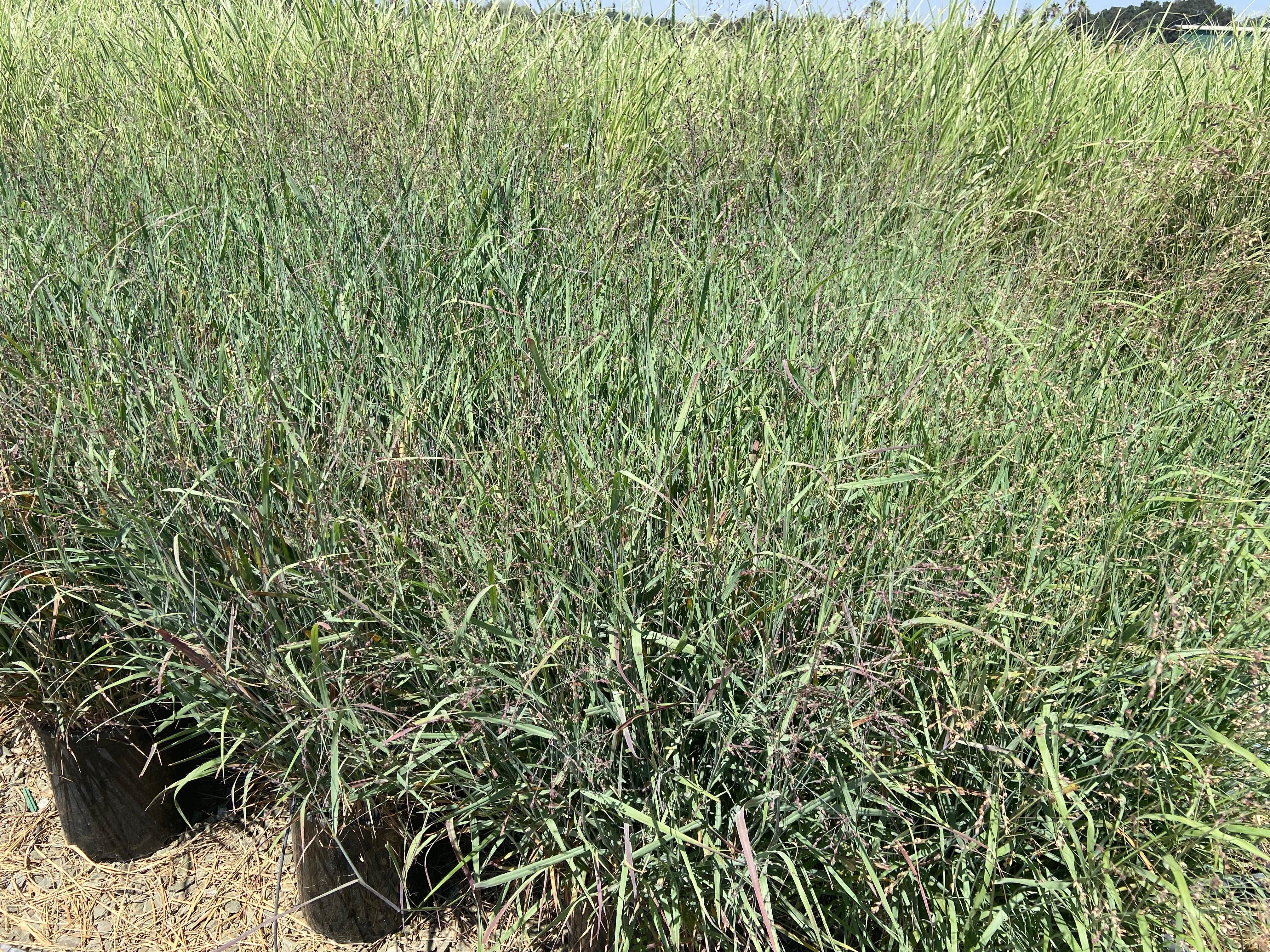 Blue Switchgrass - Panicum Variegatum Heavy Metal - Image 3