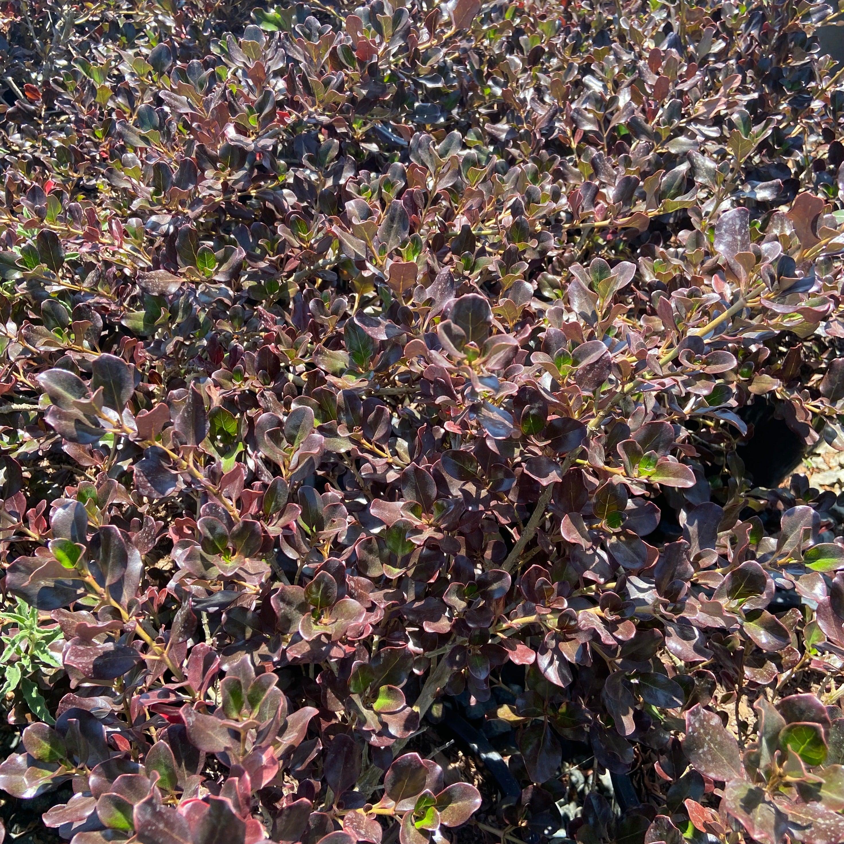 Plum Hussey Mirror Plant - Coprosma repens 'Plum Hussey' (Burgundy)