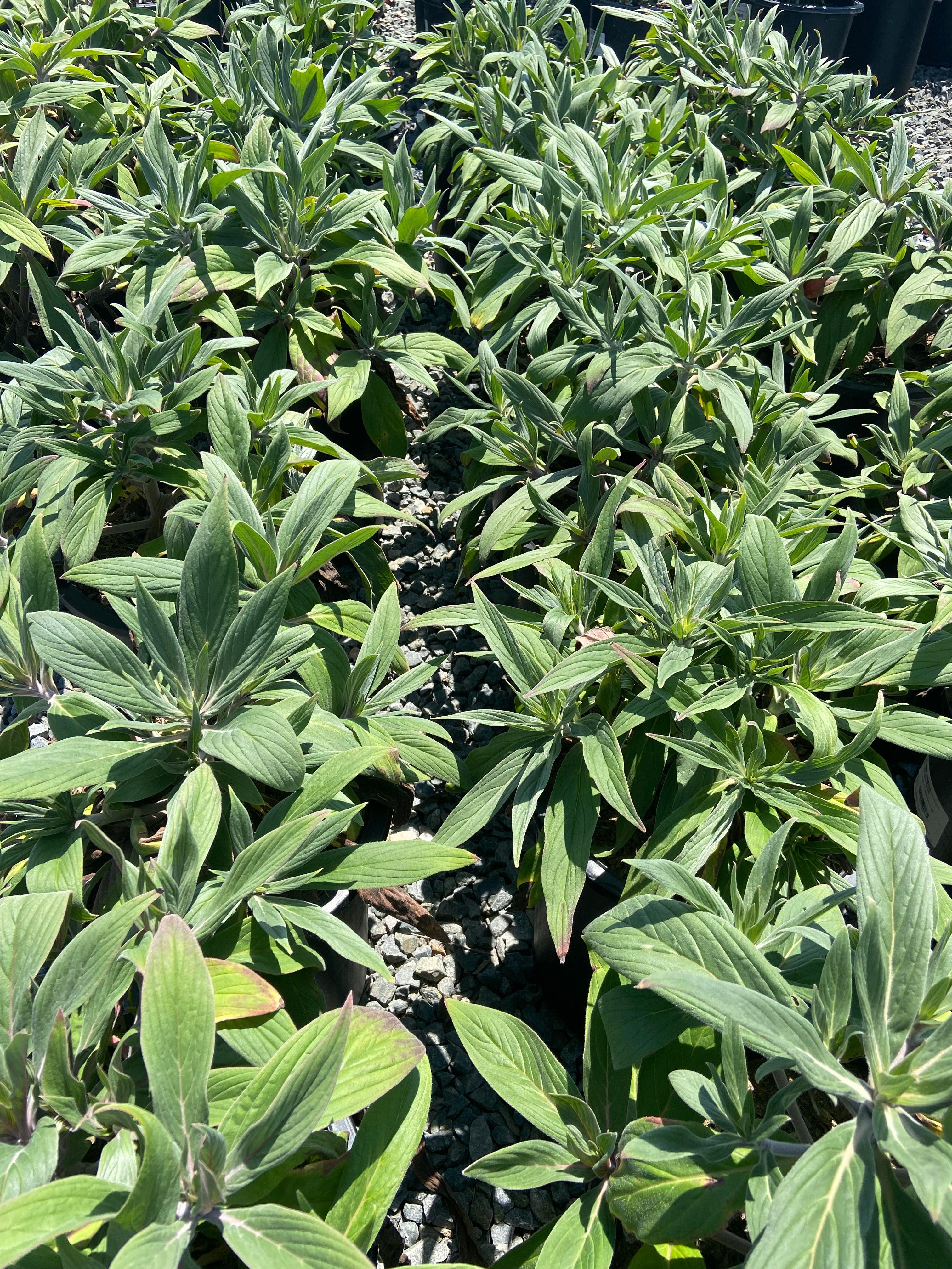 Pride of Madeira - Echium Fastuosum