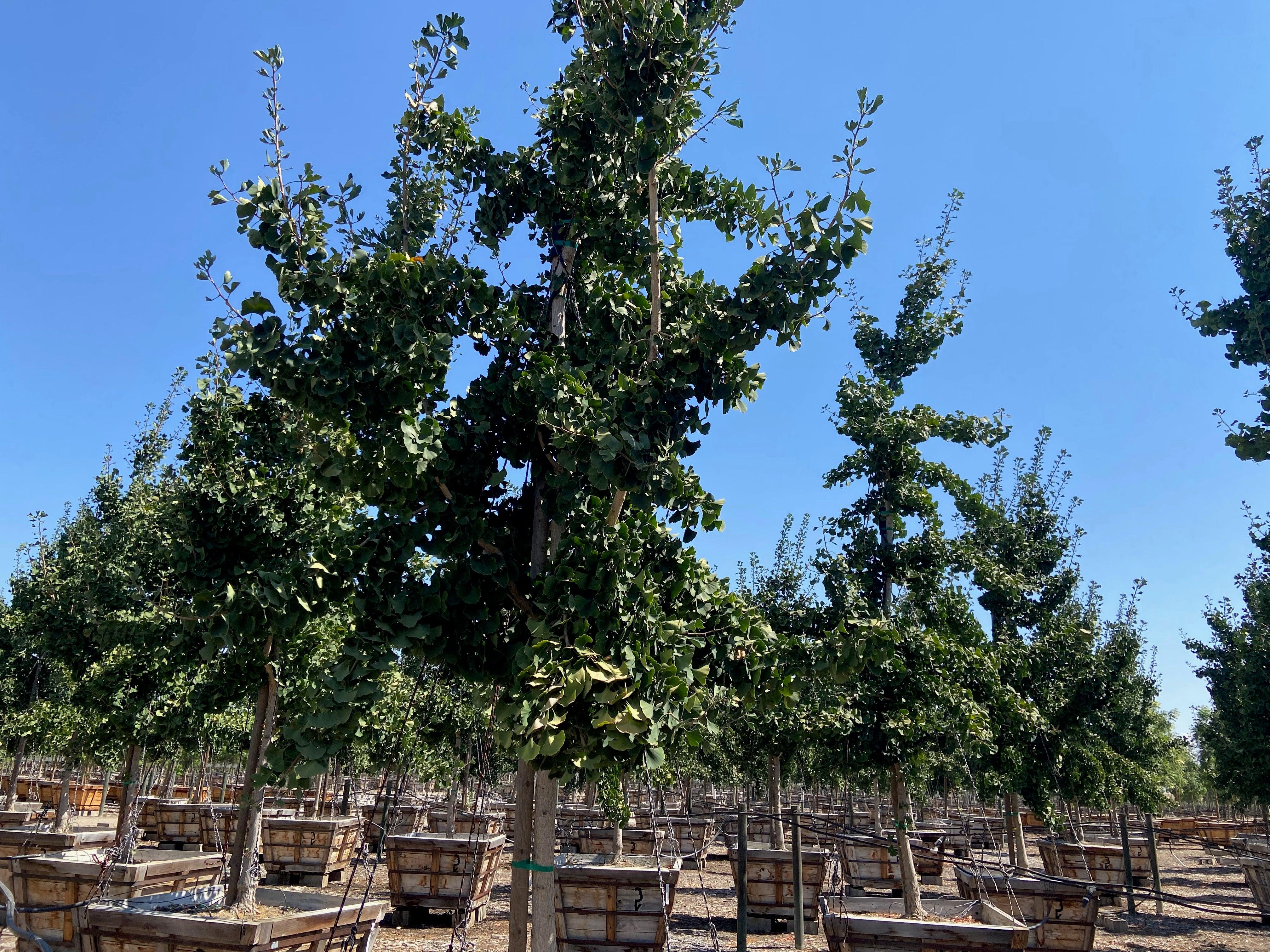 Princeton Sentry® Gingko (Gingko Biloba Princeton Sentry)
