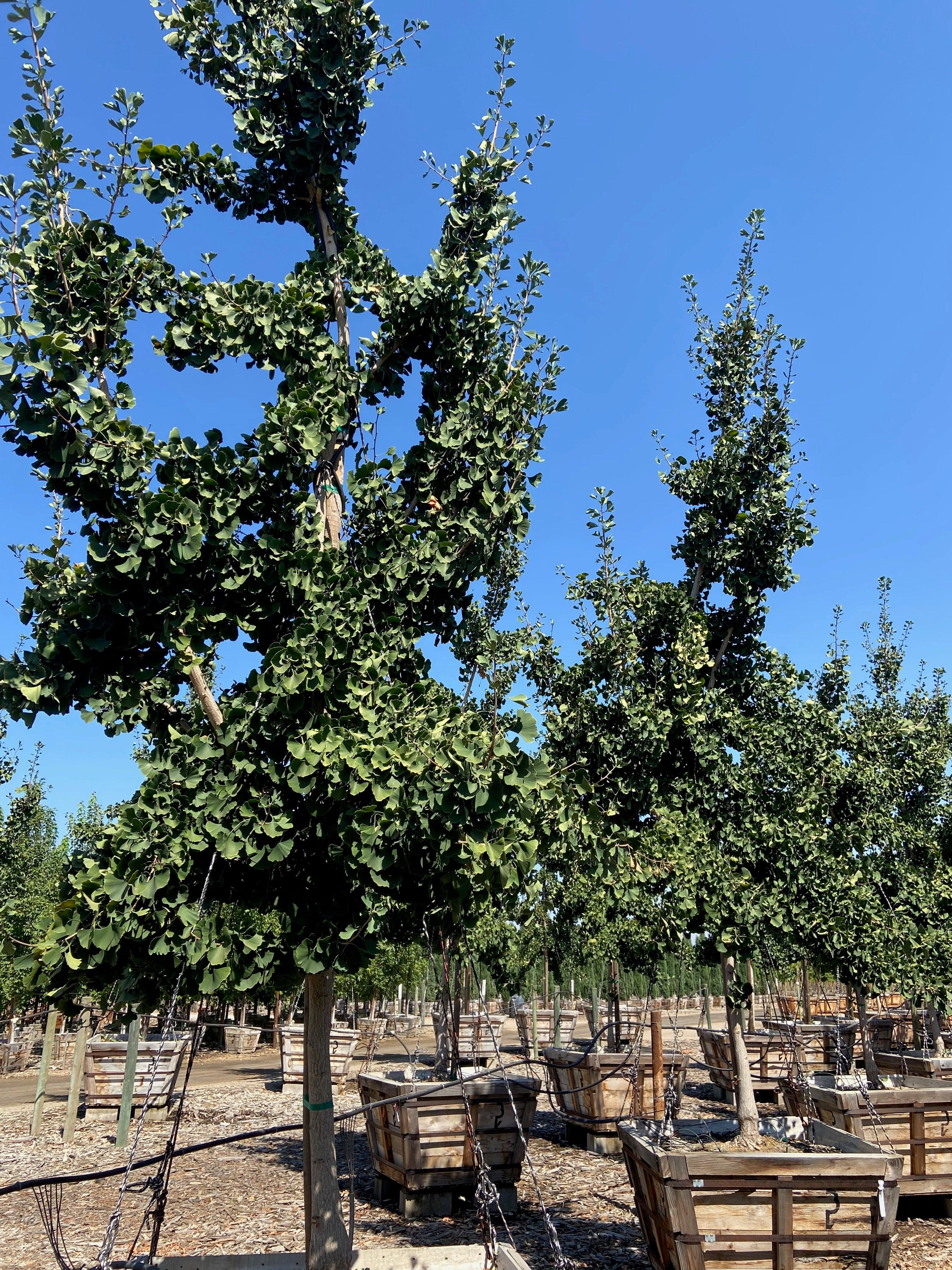 Princeton Sentry® Gingko (Gingko Biloba Princeton Sentry) - Image 2
