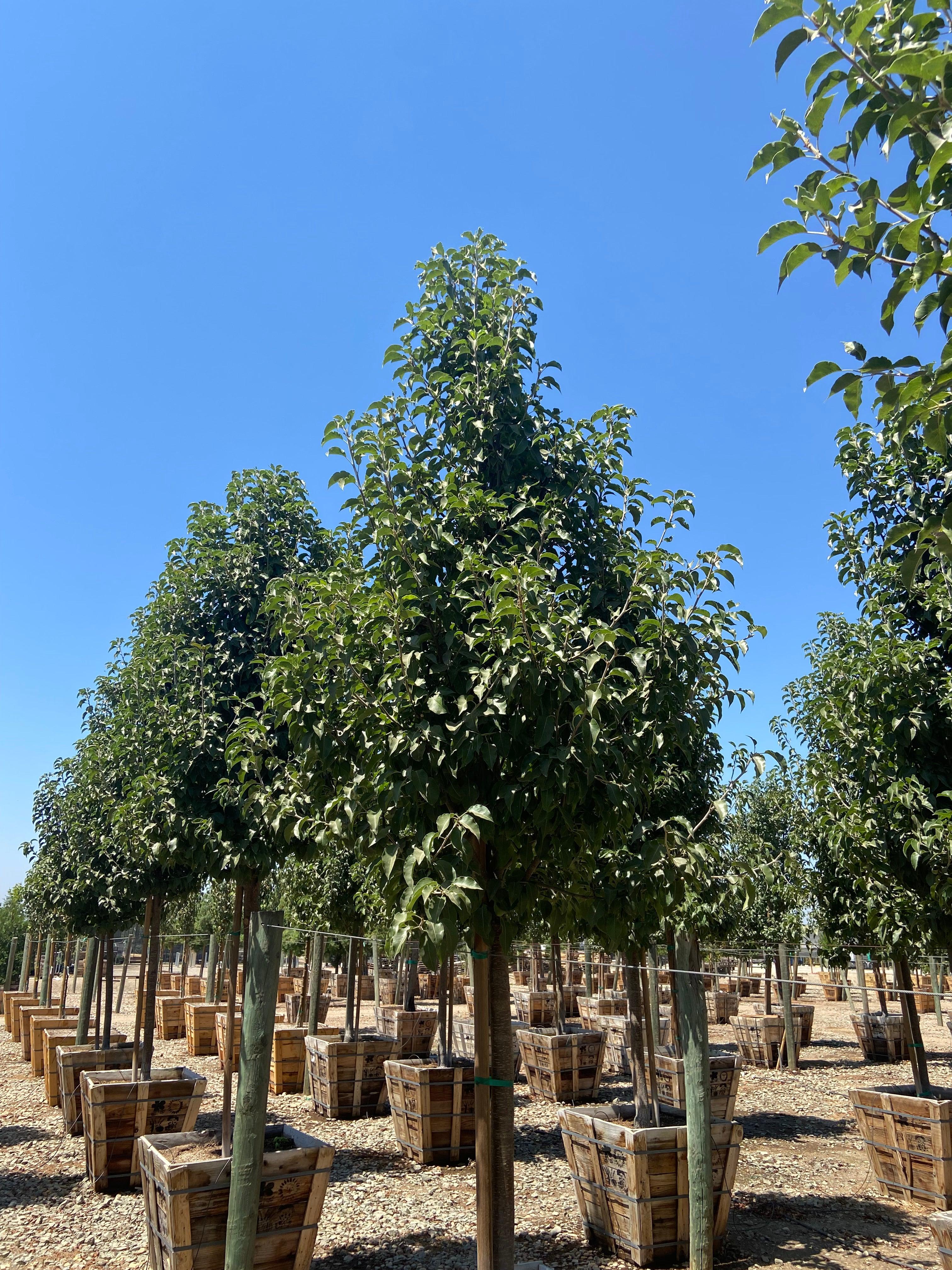 Redspire Flowering Pear - Pyrus Calleryana Red Spire
