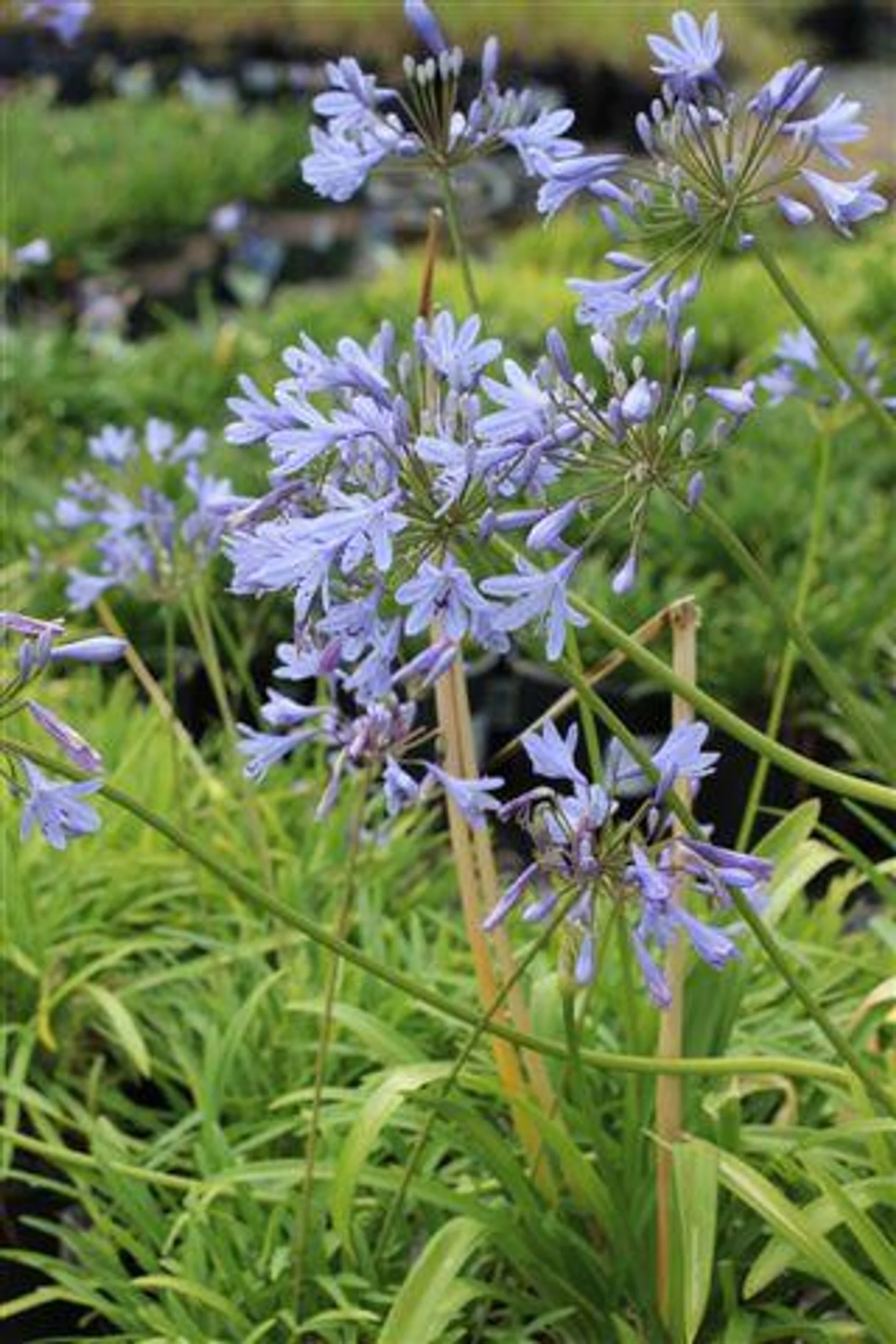 Queen Anne White Lily of the Nile - Agapanthus 'Queen Anne' (Blue)
