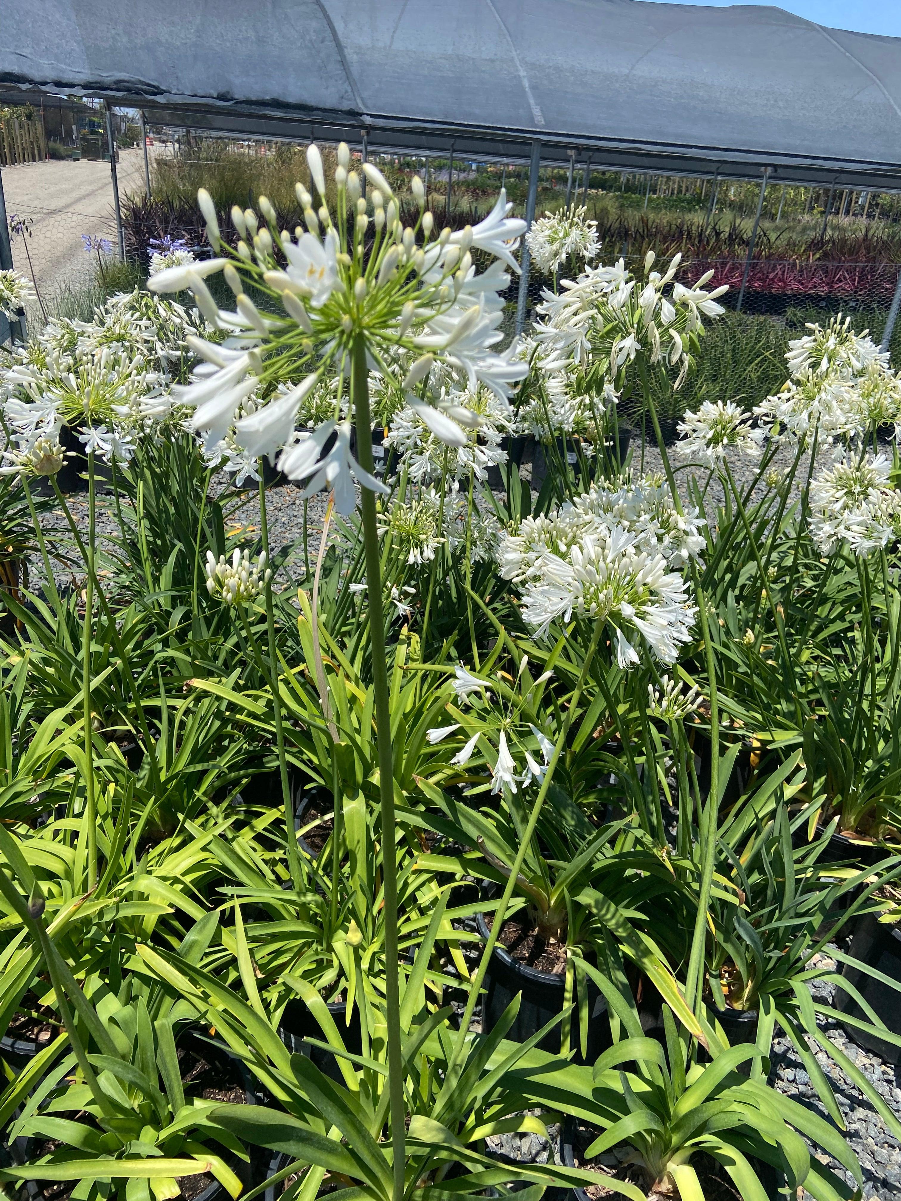 Lily of the Nile - Agapanthus