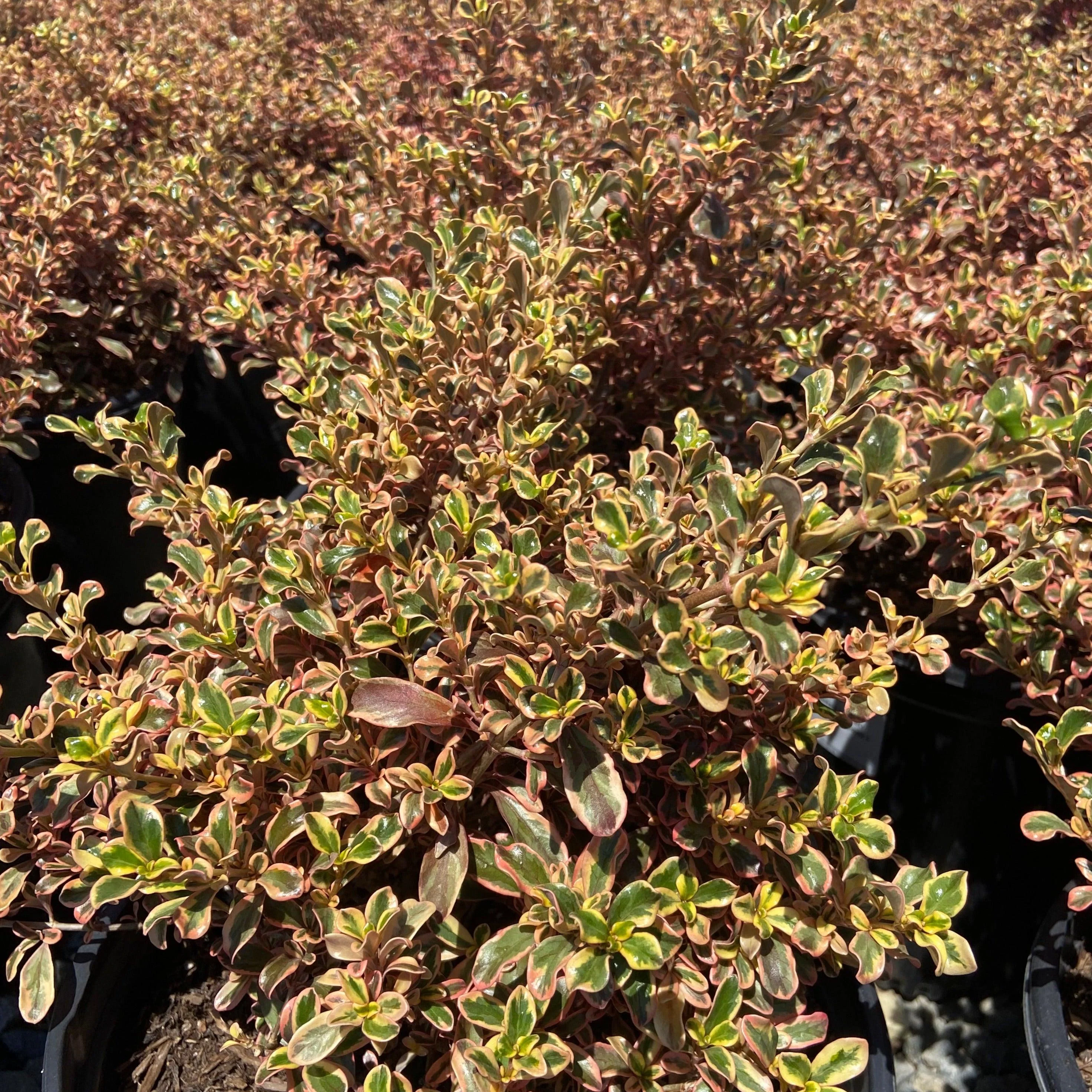 Rainbow Surprise Mirror Plant - Coprosma 'Rainbow Surprise