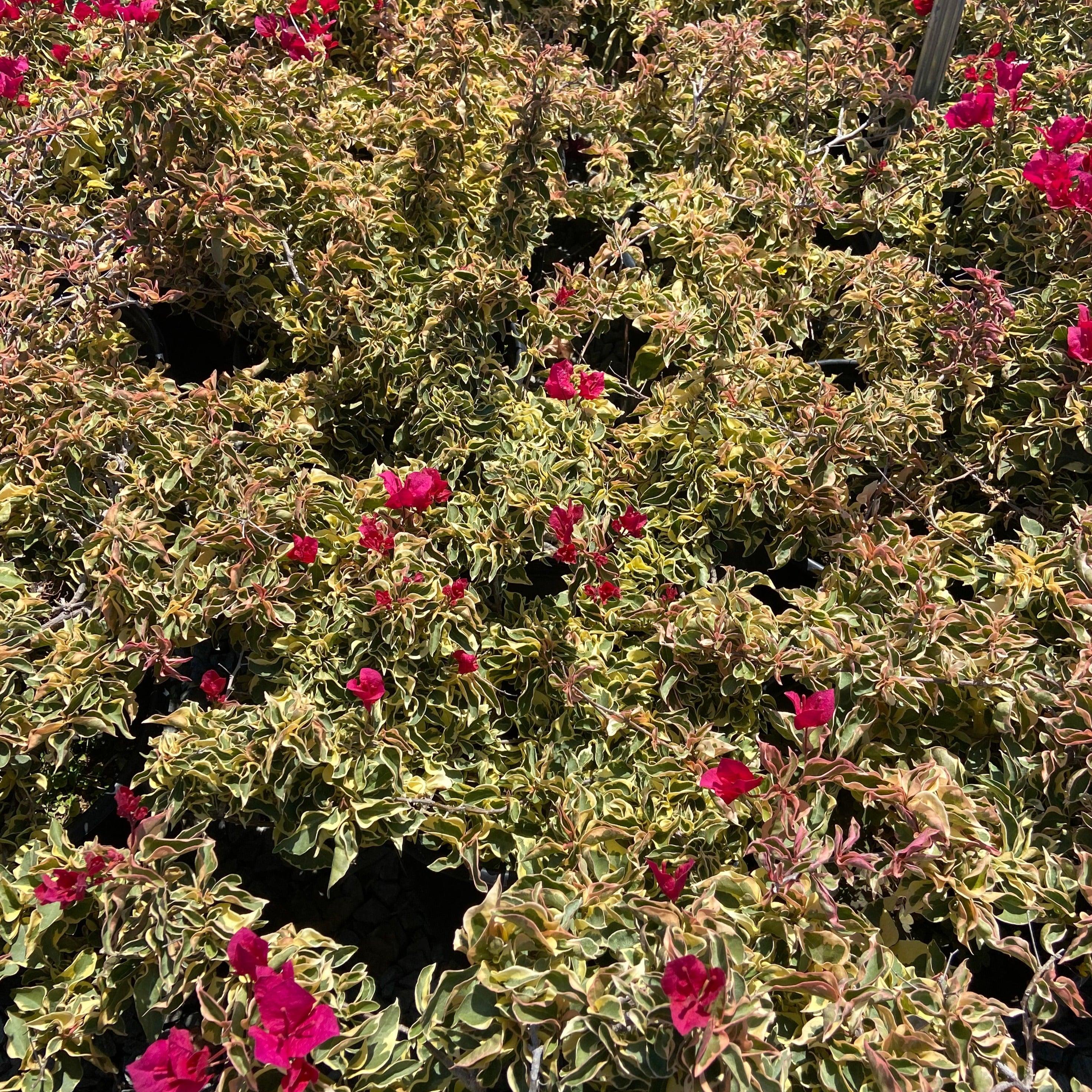 Raspberry Ice Bougainvillea - Bougainvillea 'Raspberry Ice' Bush (Pink)