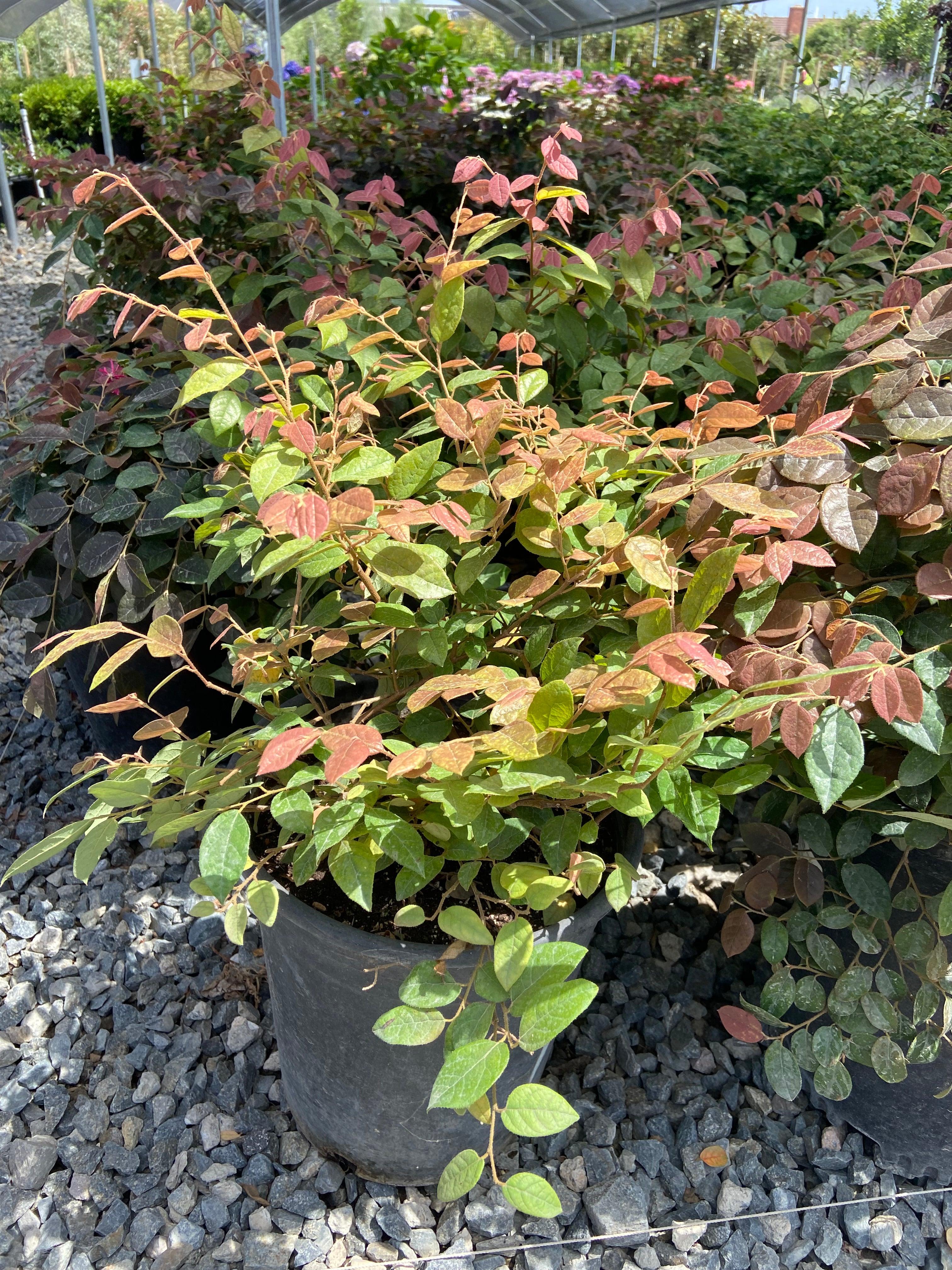 Razzleberri Fringe Flower - Loropetalum chinense 'Razzleberri'