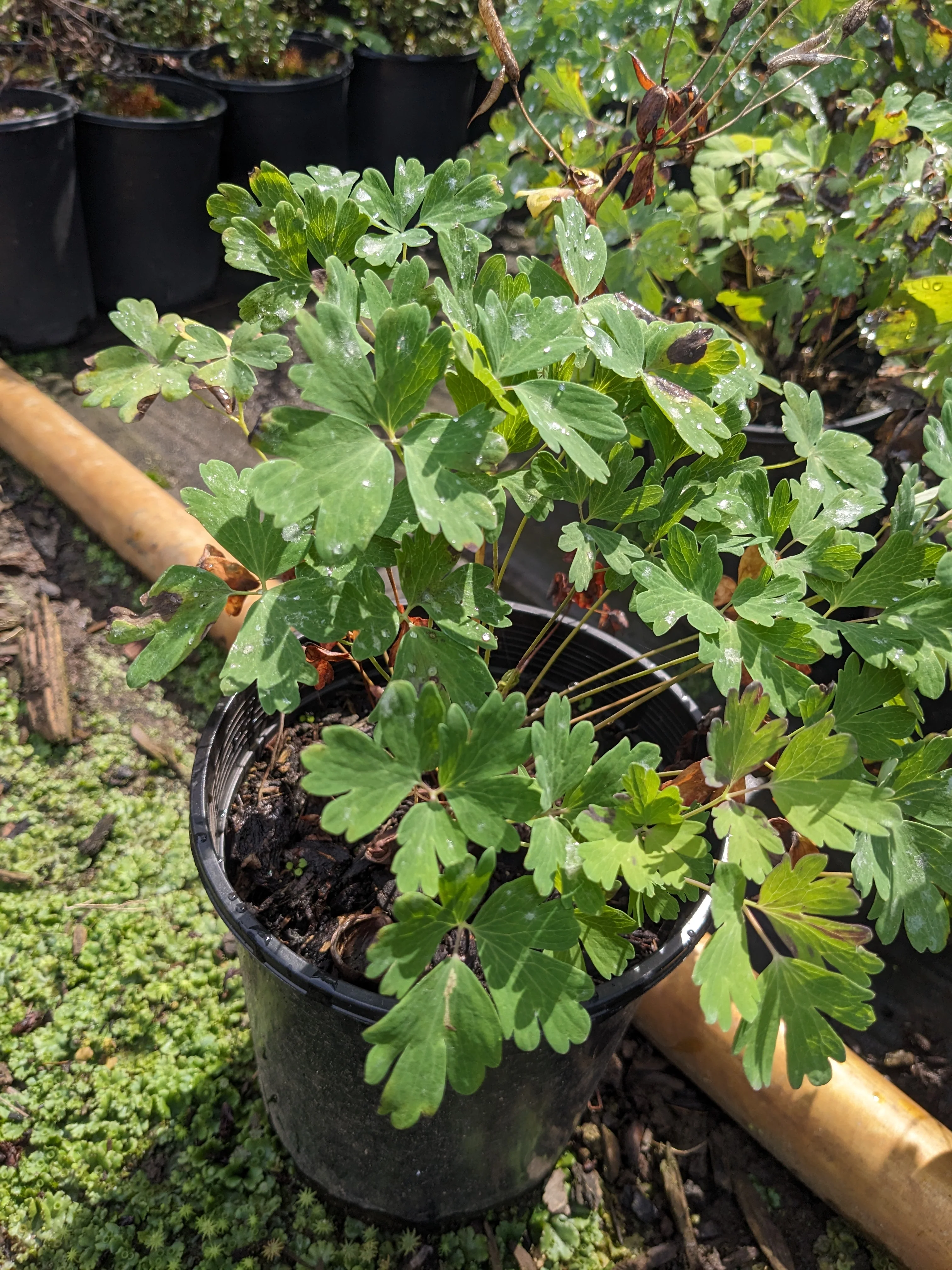 Red Columbine - Aquilegia Formosa