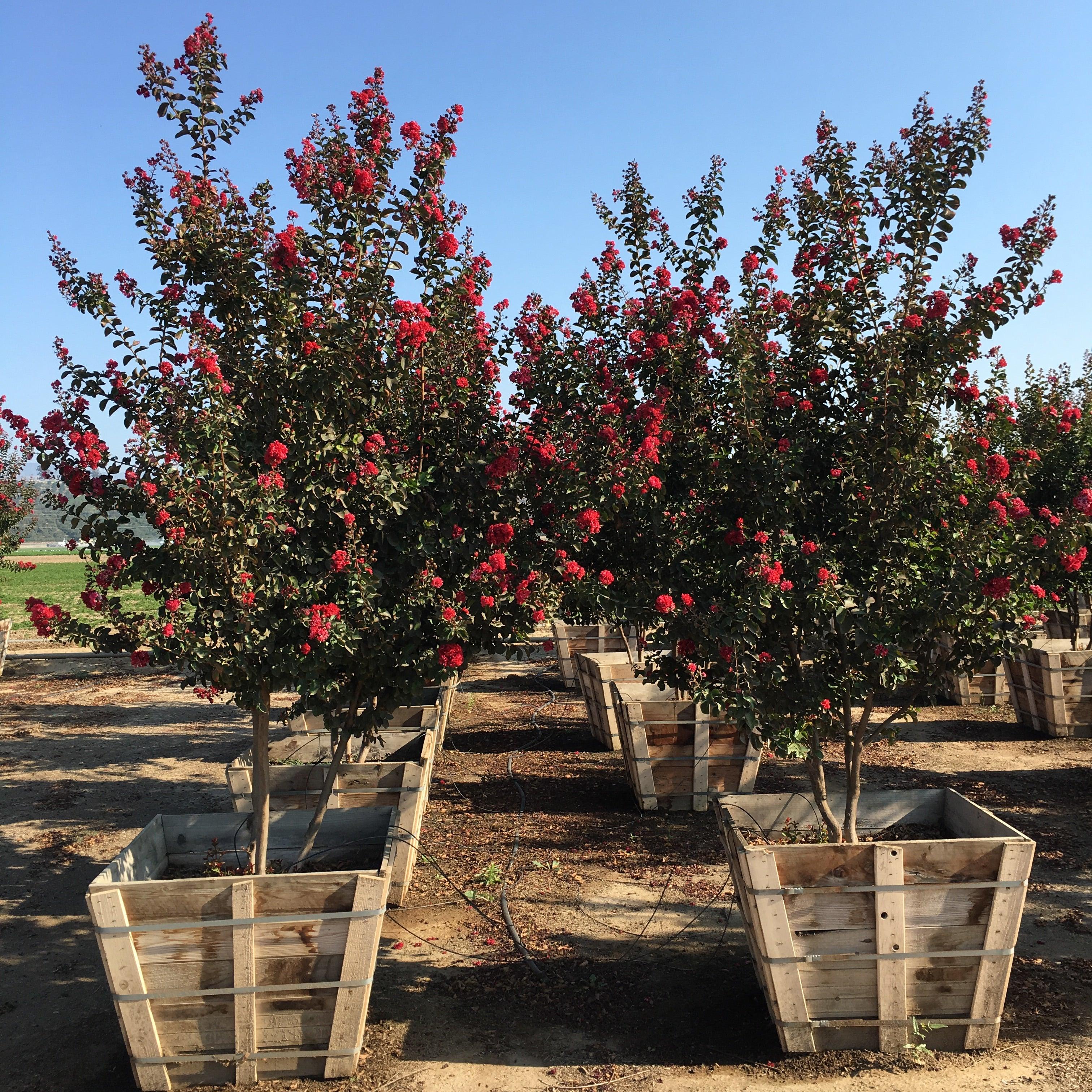 Red Crape Myrtle Tree (Lagerstroemia indica x fauriei) - Image 3
