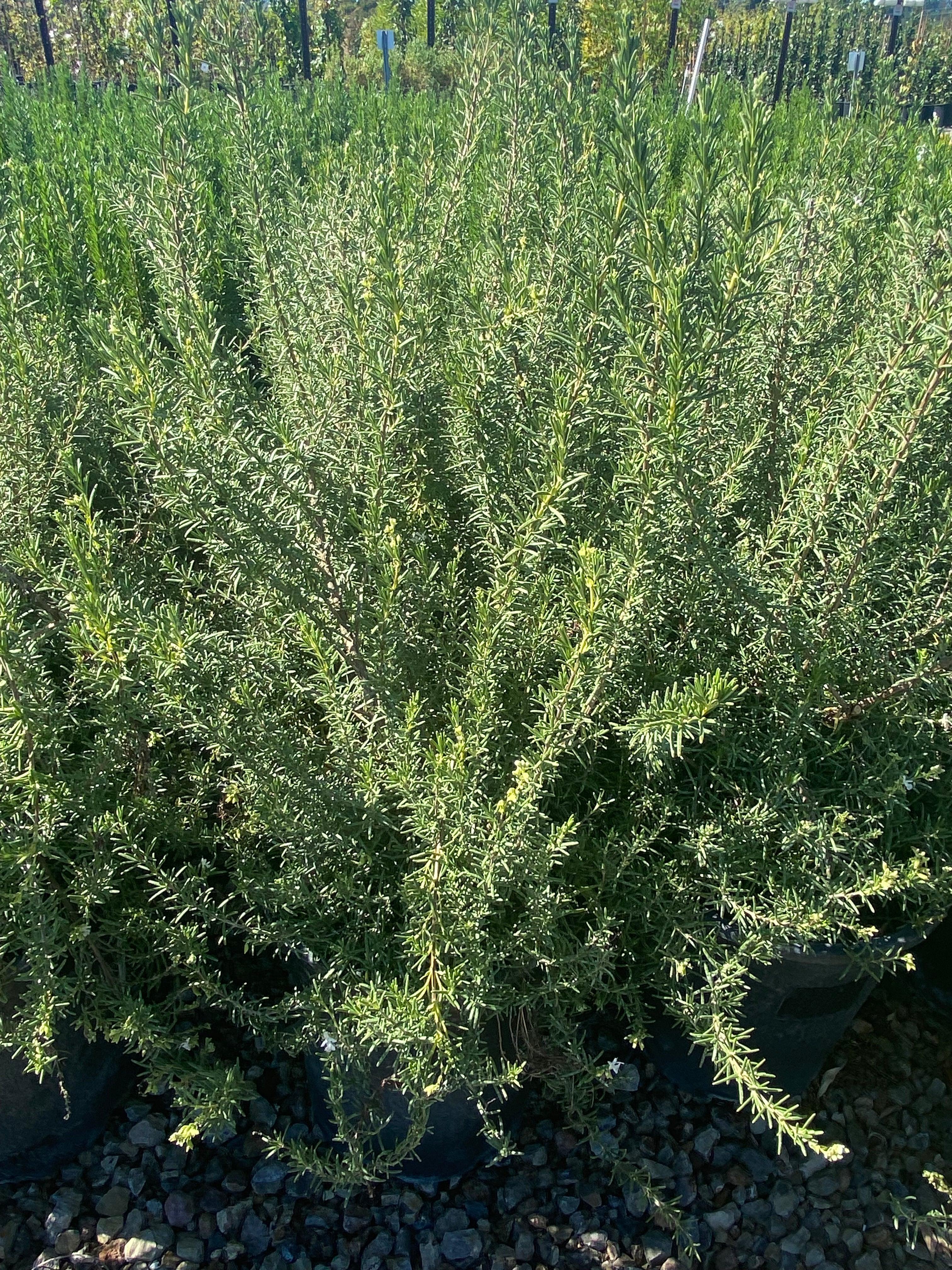 Rosemary - Rosmarinus Officinalis - Image 3