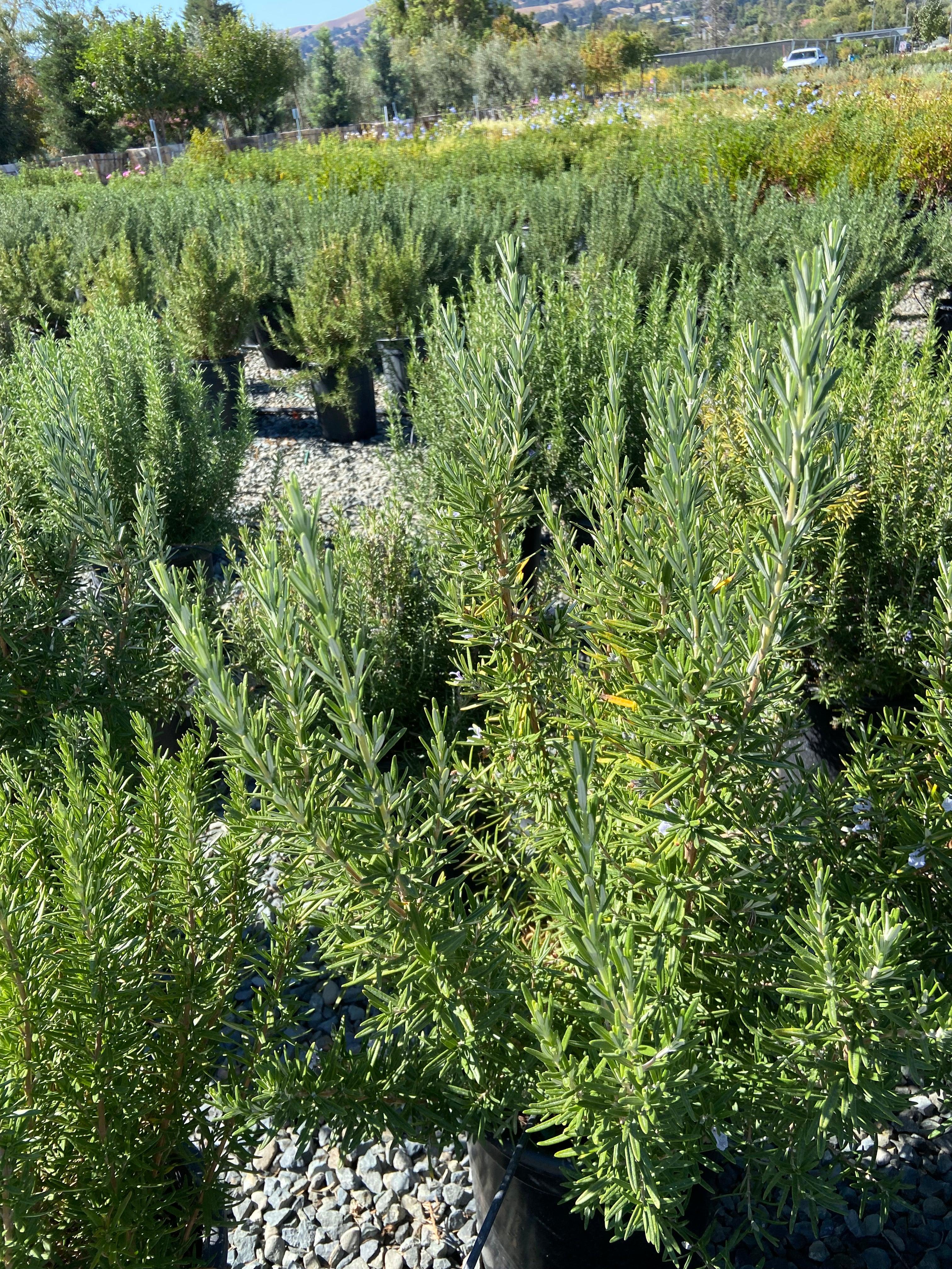 Rosemary - Rosmarinus Officinalis - Image 4