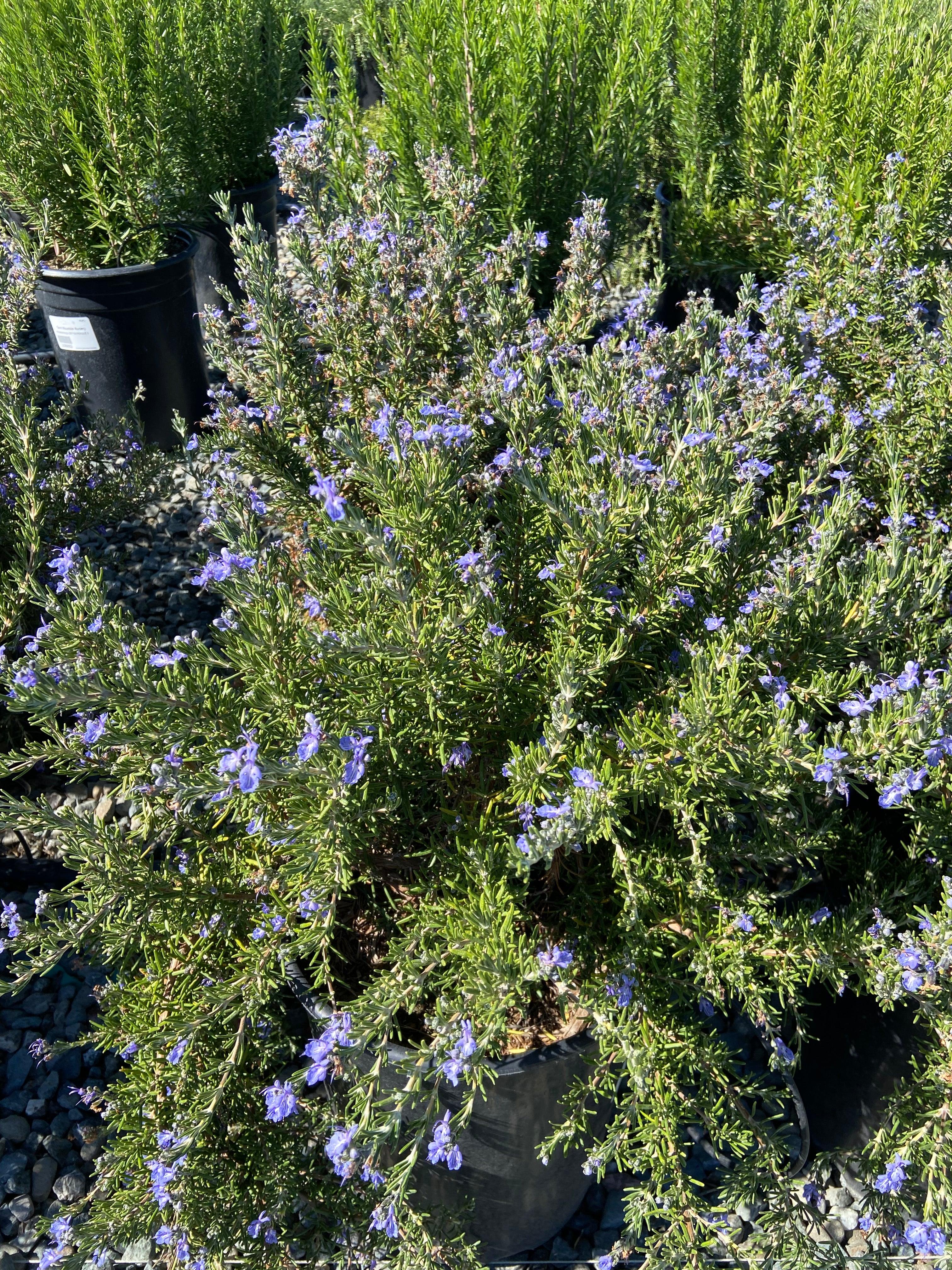 Rosemary - Rosmarinus Officinalis - Image 5