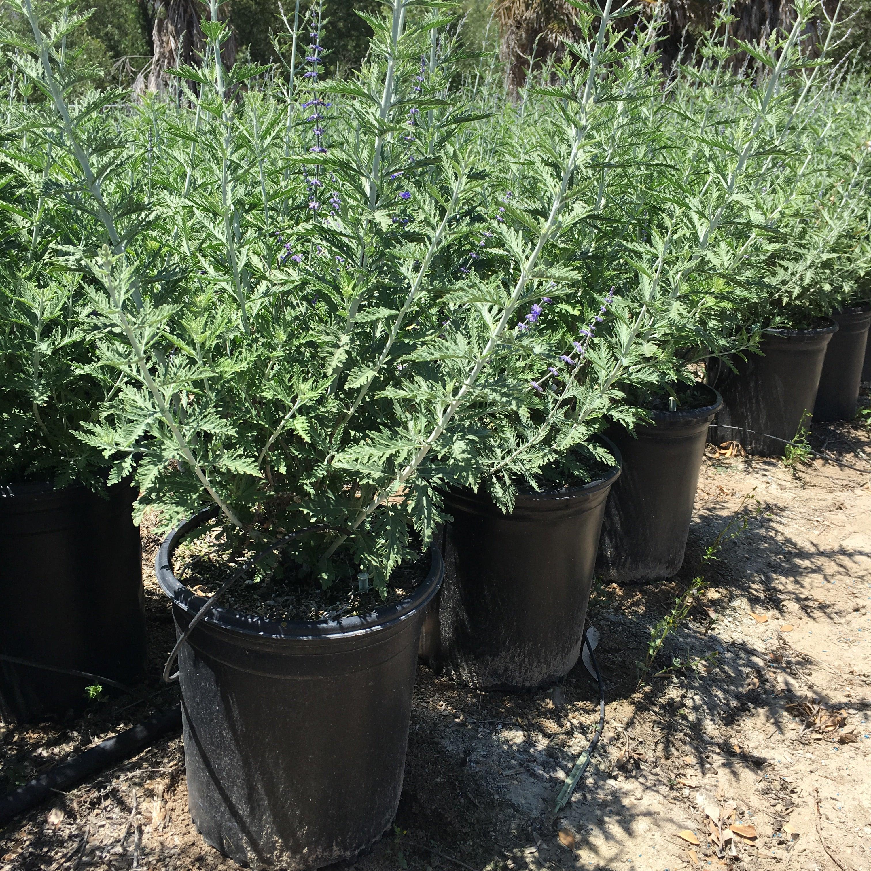 Russian Sage (Perovskia atriplicifolia ‘Blue Spires’) - Image 3