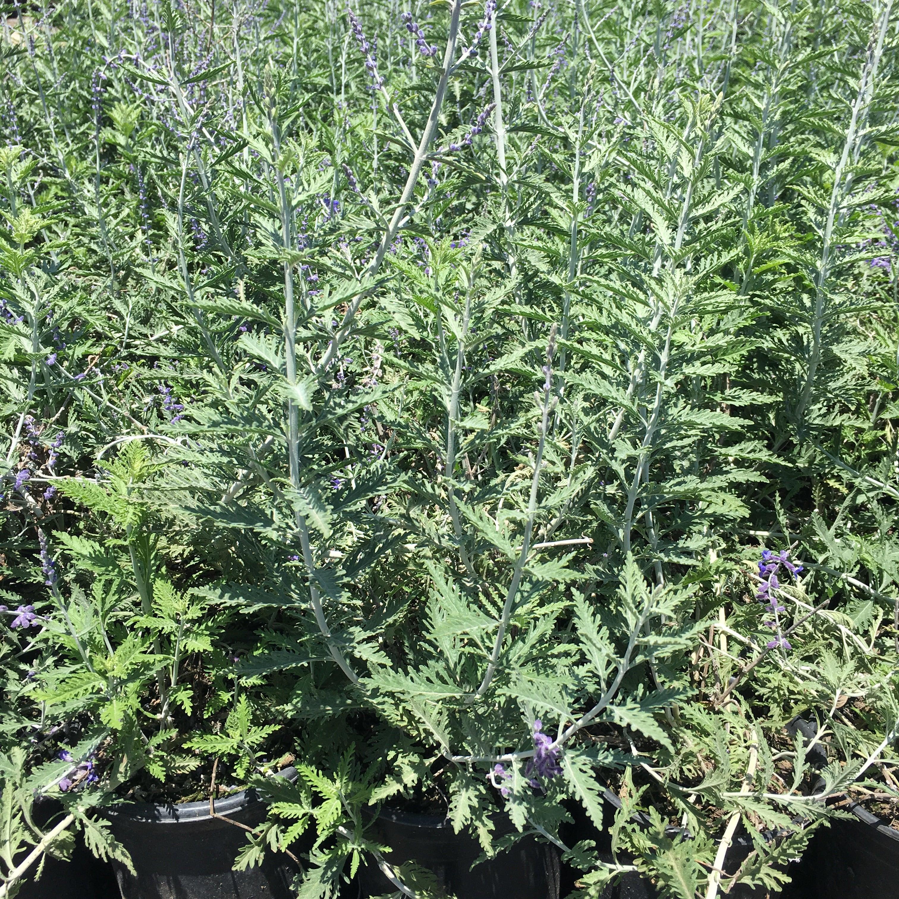 Russian Sage (Perovskia atriplicifolia ‘Blue Spires’) - Image 4