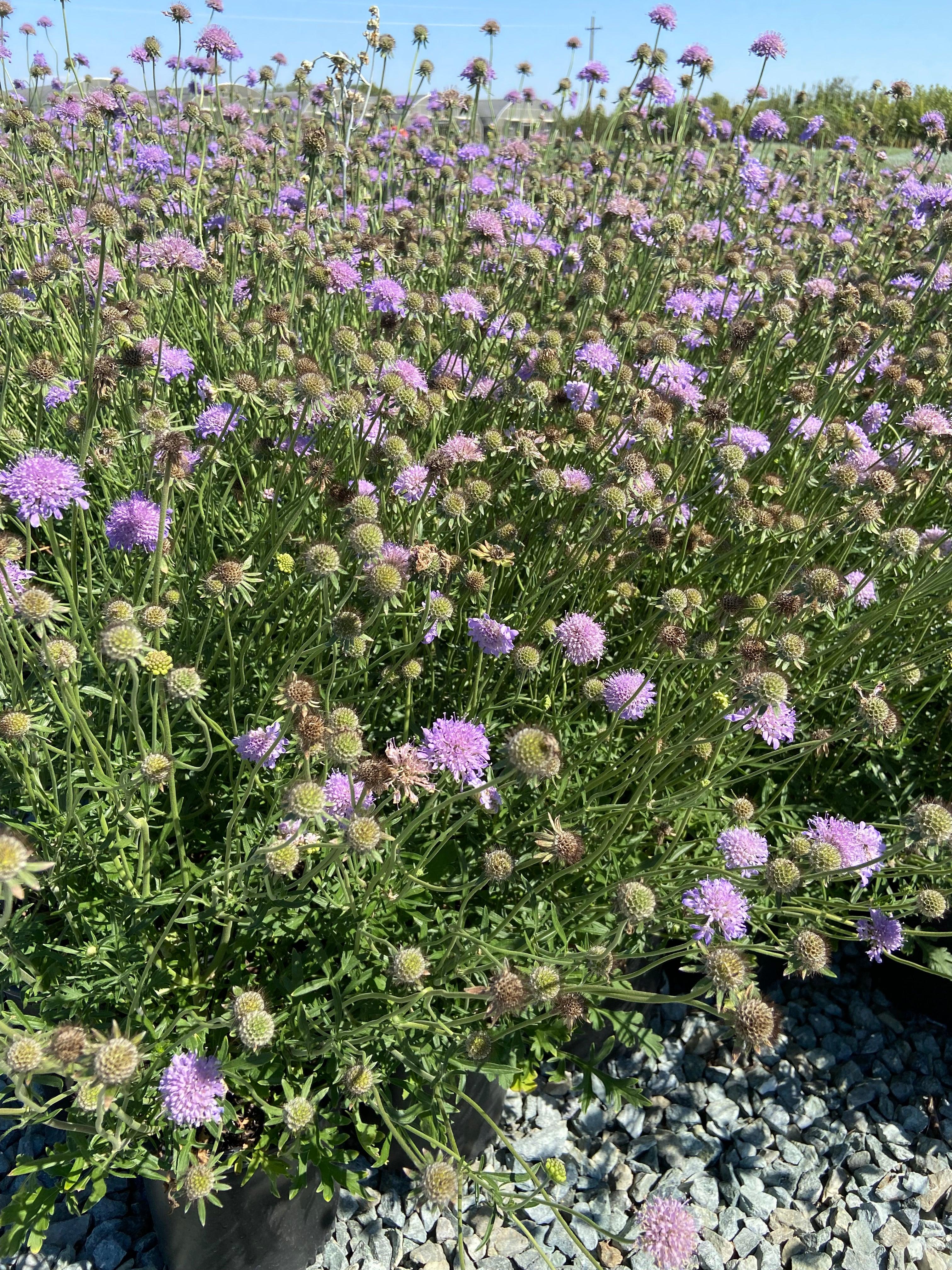 Pincushion Flower - Scabiosa Butterfly Blue