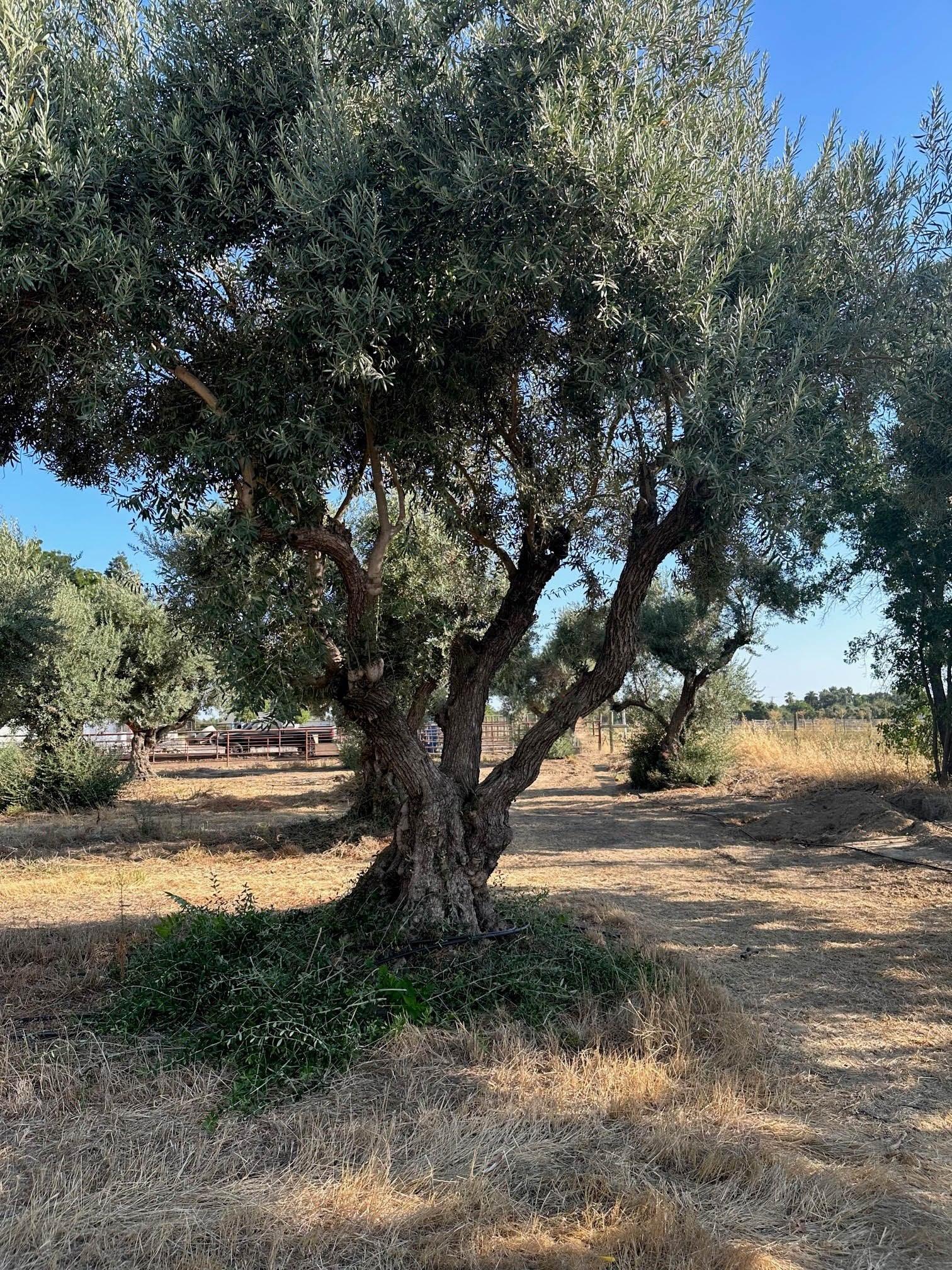 Sevillano Olive Tree (Olea europaea 'Sevillano') - Image 3