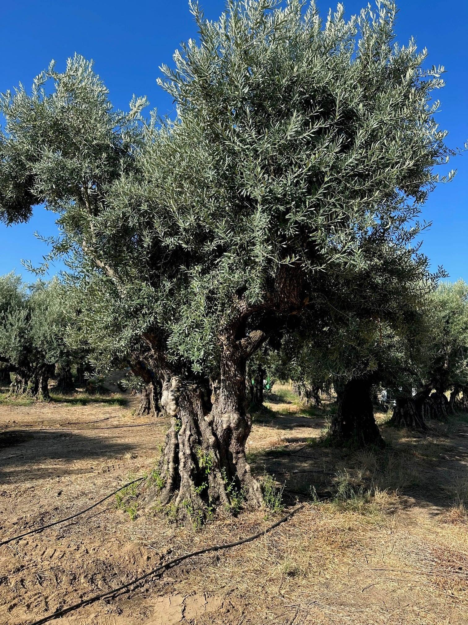 Sevillano Olive Tree (Olea europaea 'Sevillano') - Image 4