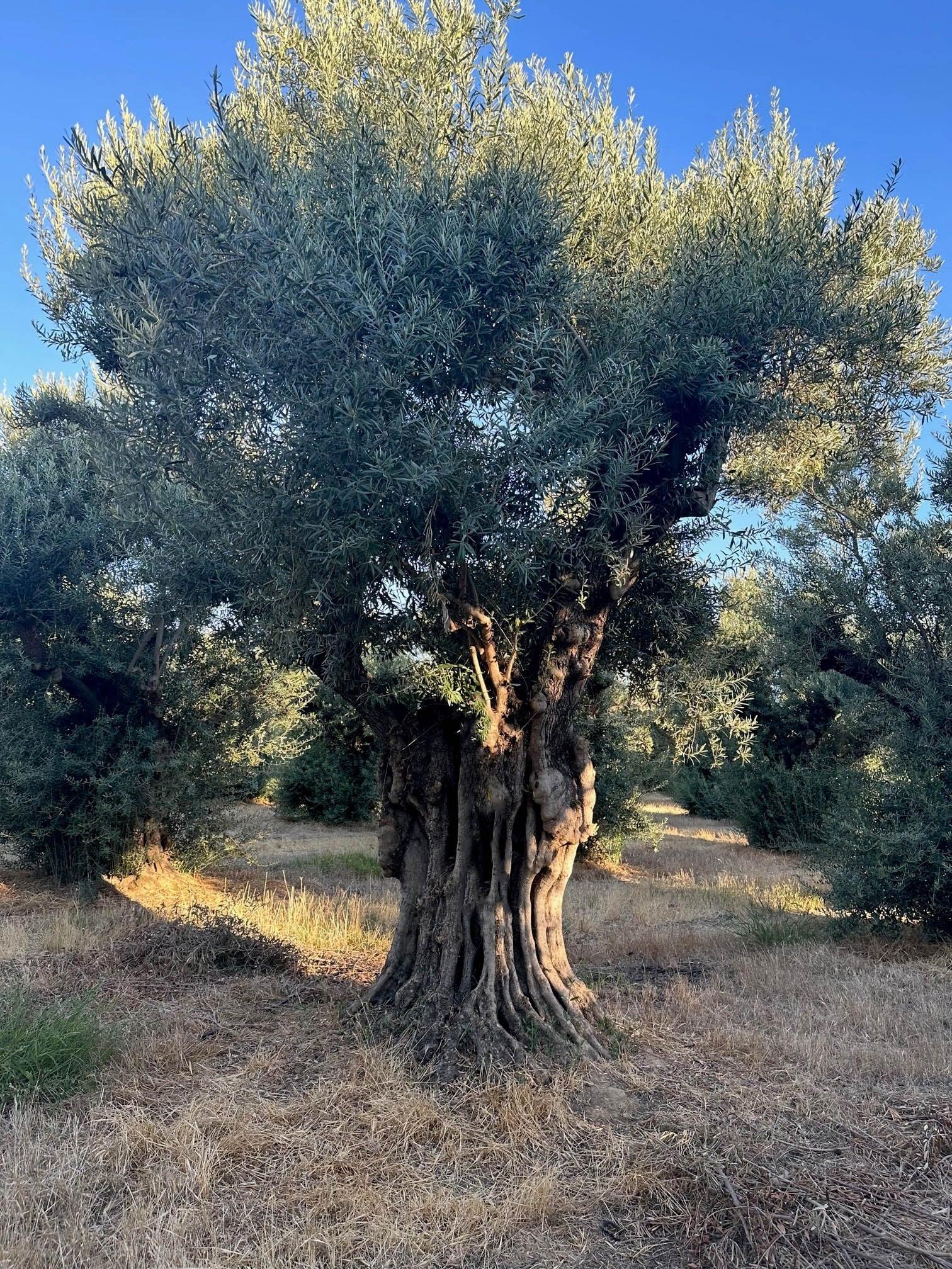 Sevillano Olive Tree (Olea europaea 'Sevillano') - Image 5