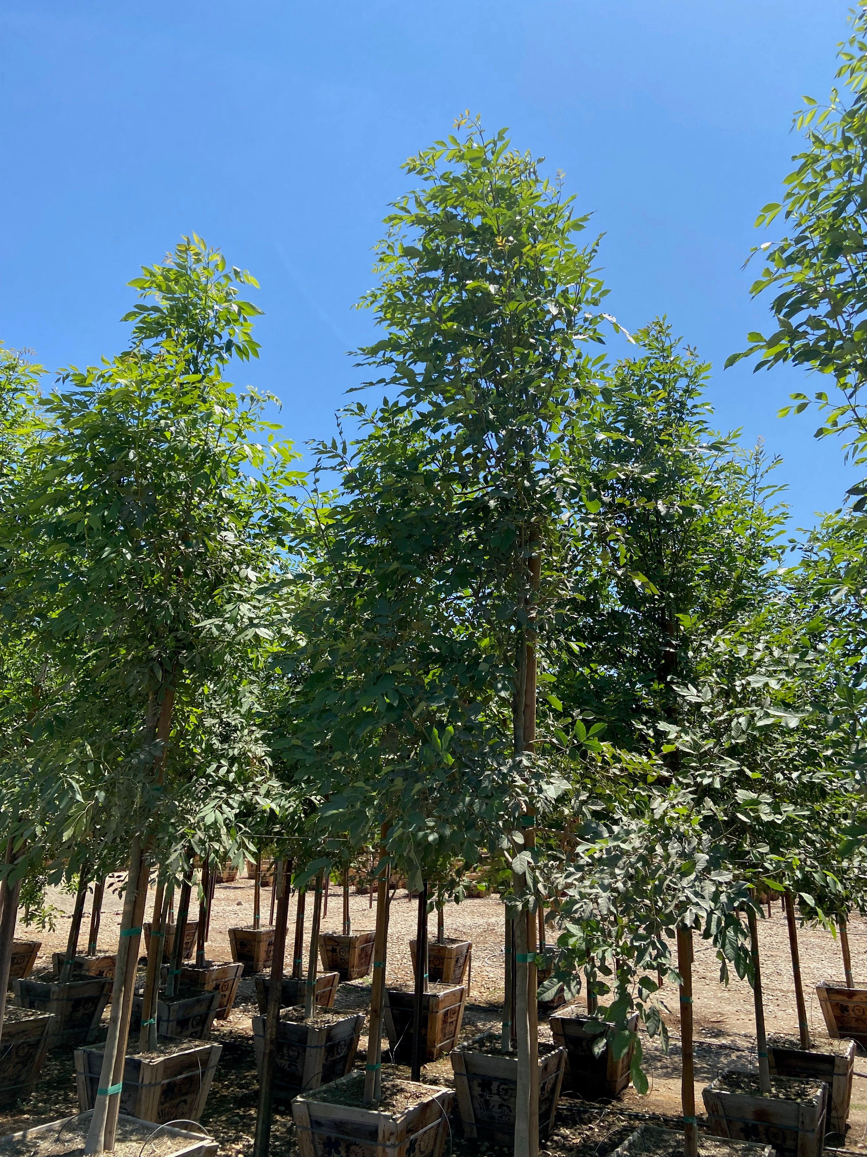 Shamel Ash ( Fraxinus Uhdei)