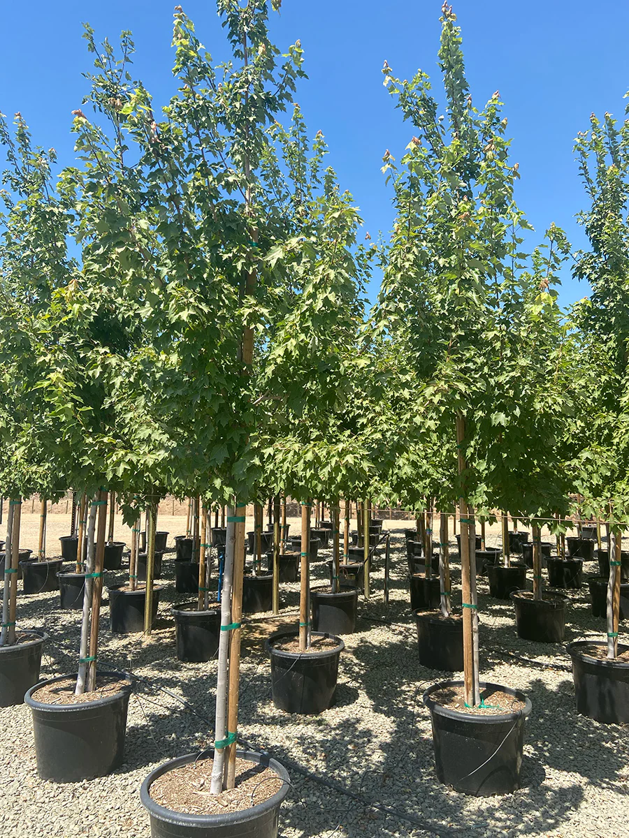 Rugged Charm Maple - Acer tataricum Rugged CharmĀ®