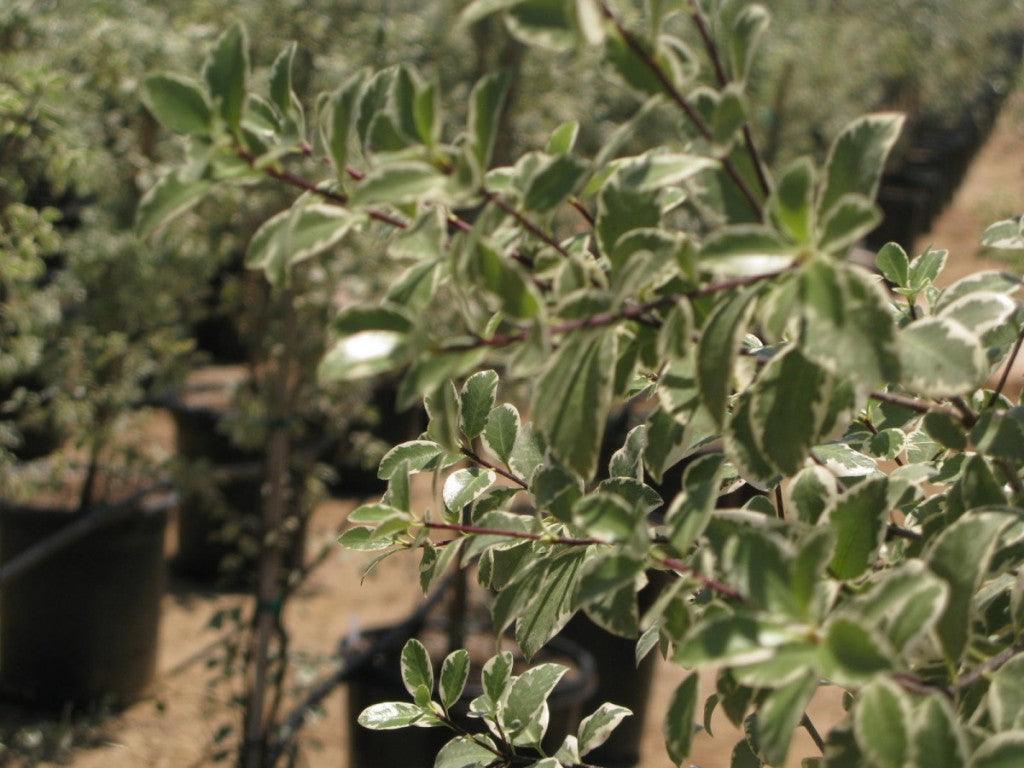 Cheesewood - Pittosporum - Image 10