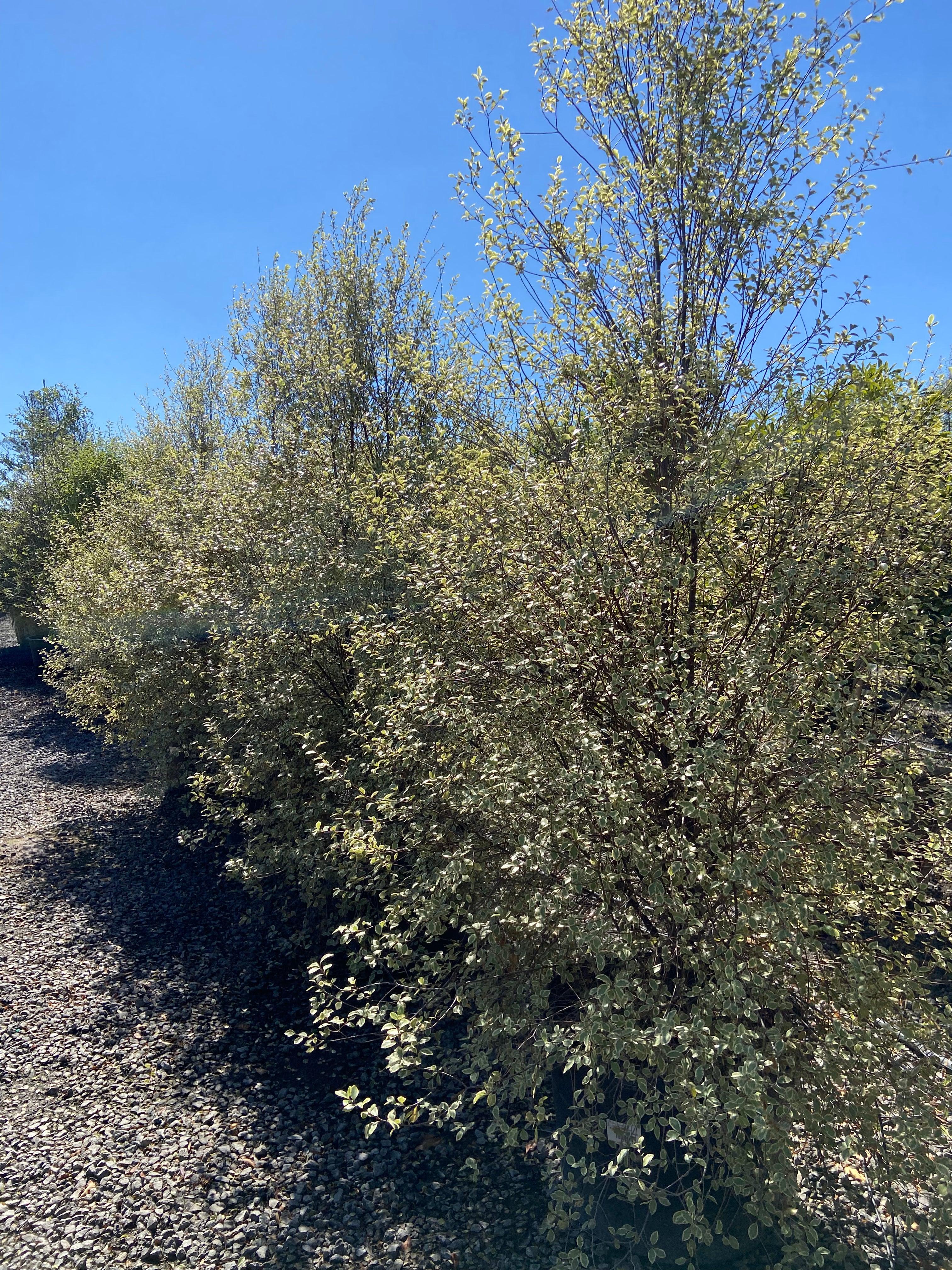 Cheesewood - Pittosporum - Image 11