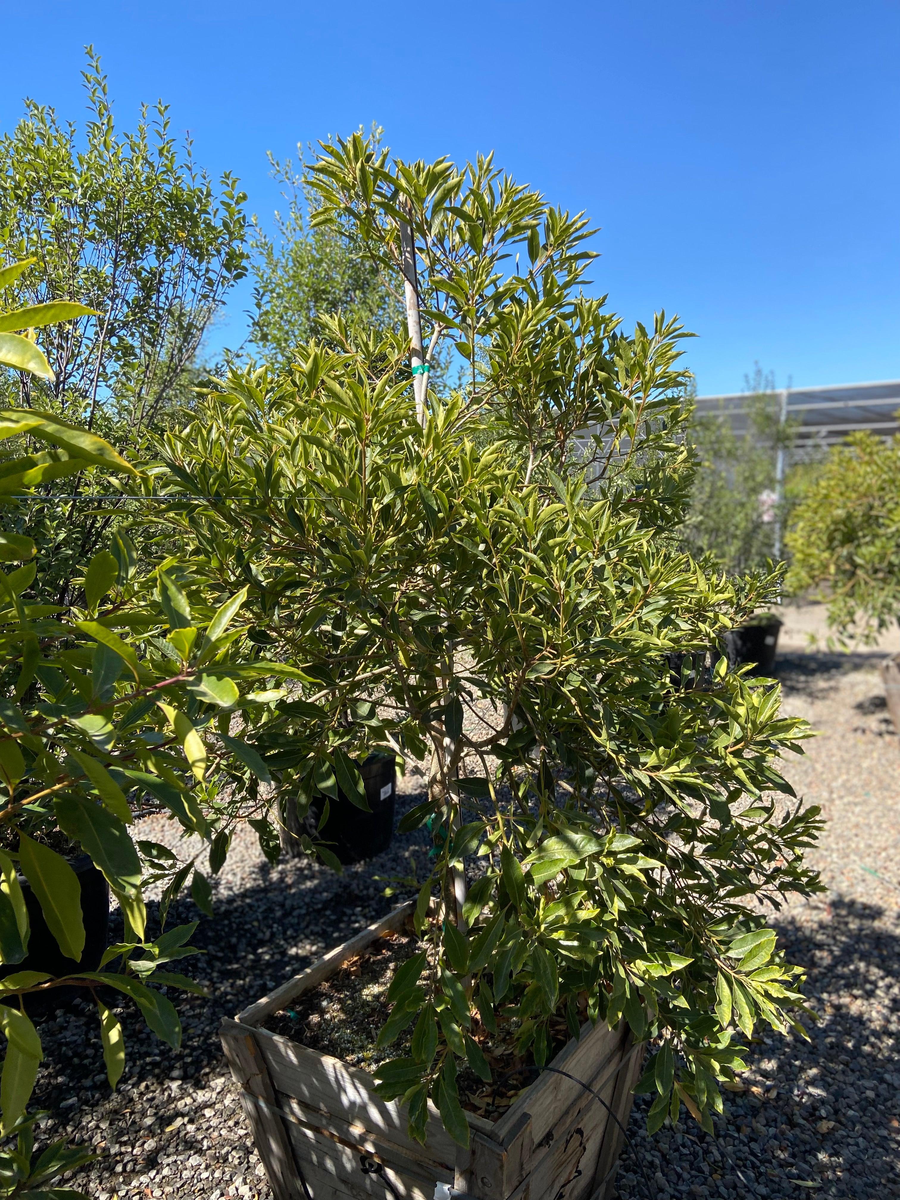 Cheesewood - Pittosporum - Image 12