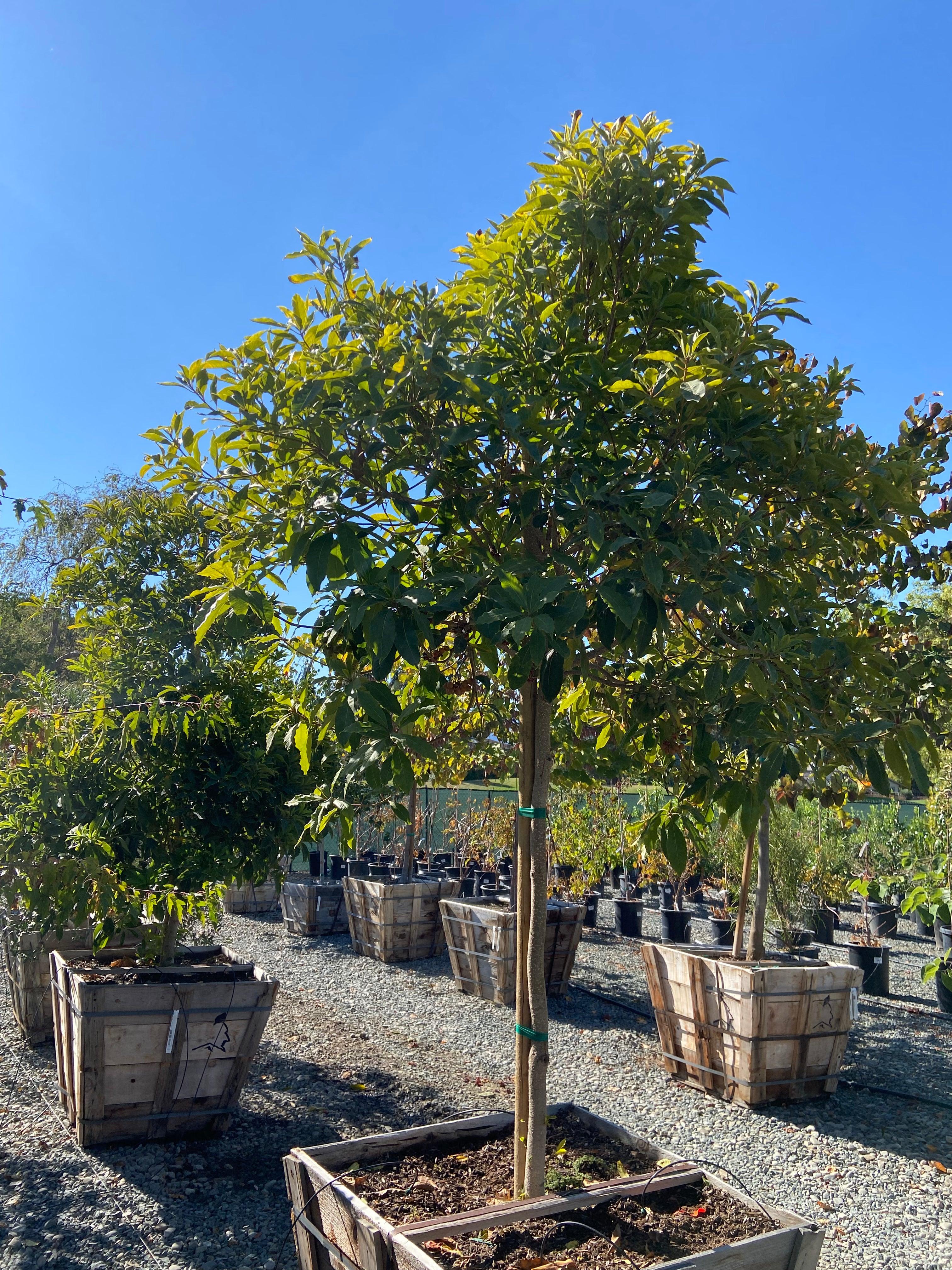 Cheesewood - Pittosporum - Image 13
