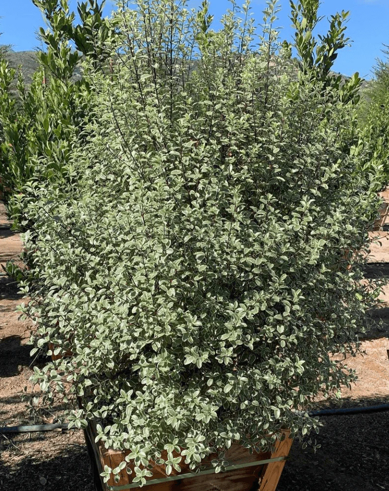 Cheesewood - Pittosporum - Image 3