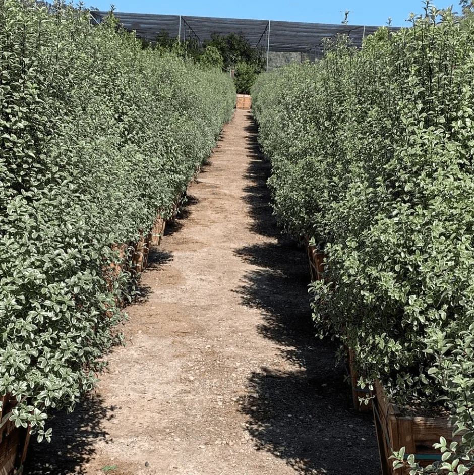 Cheesewood - Pittosporum - Image 4