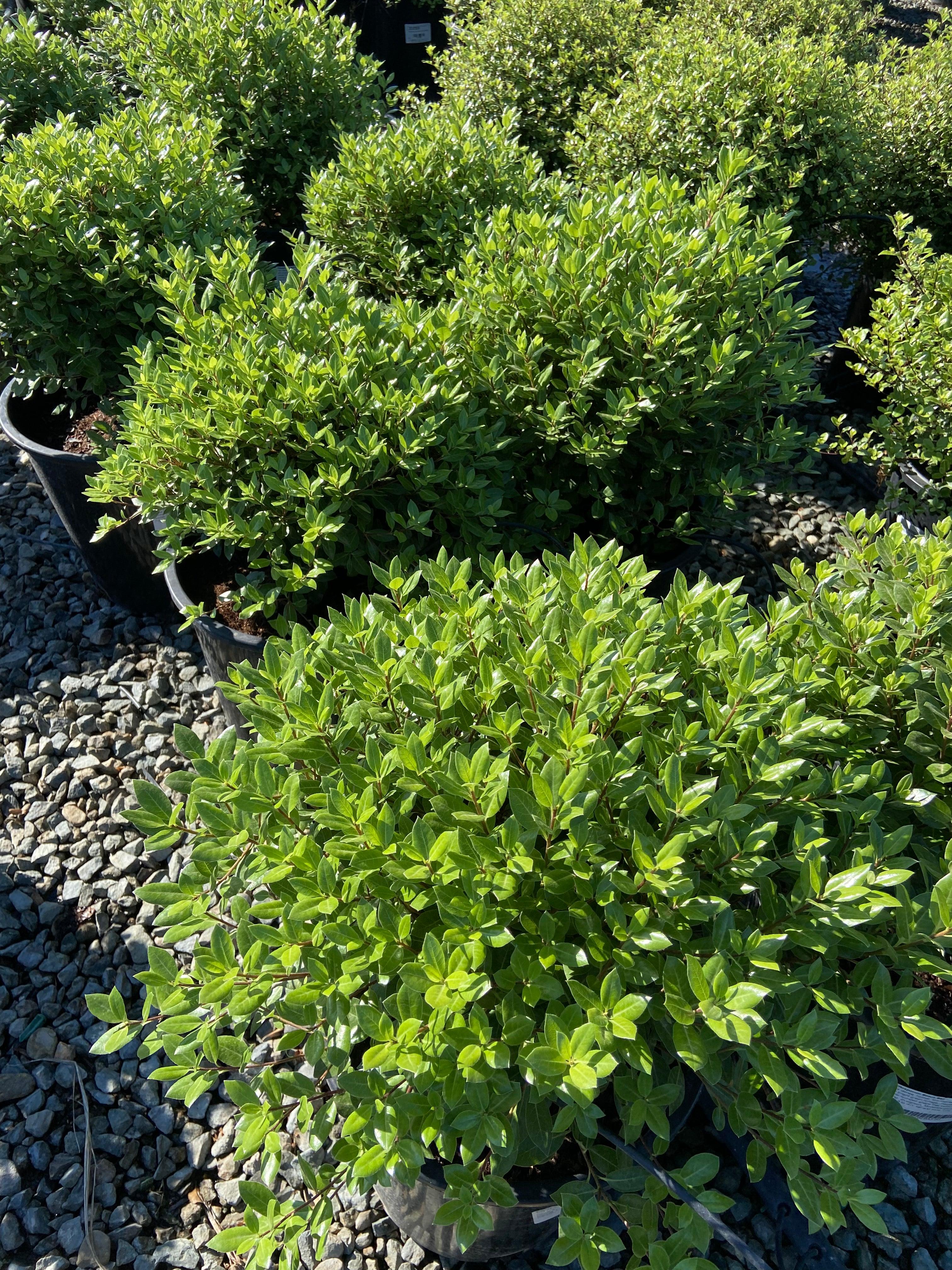 Cheesewood - Pittosporum - Image 5