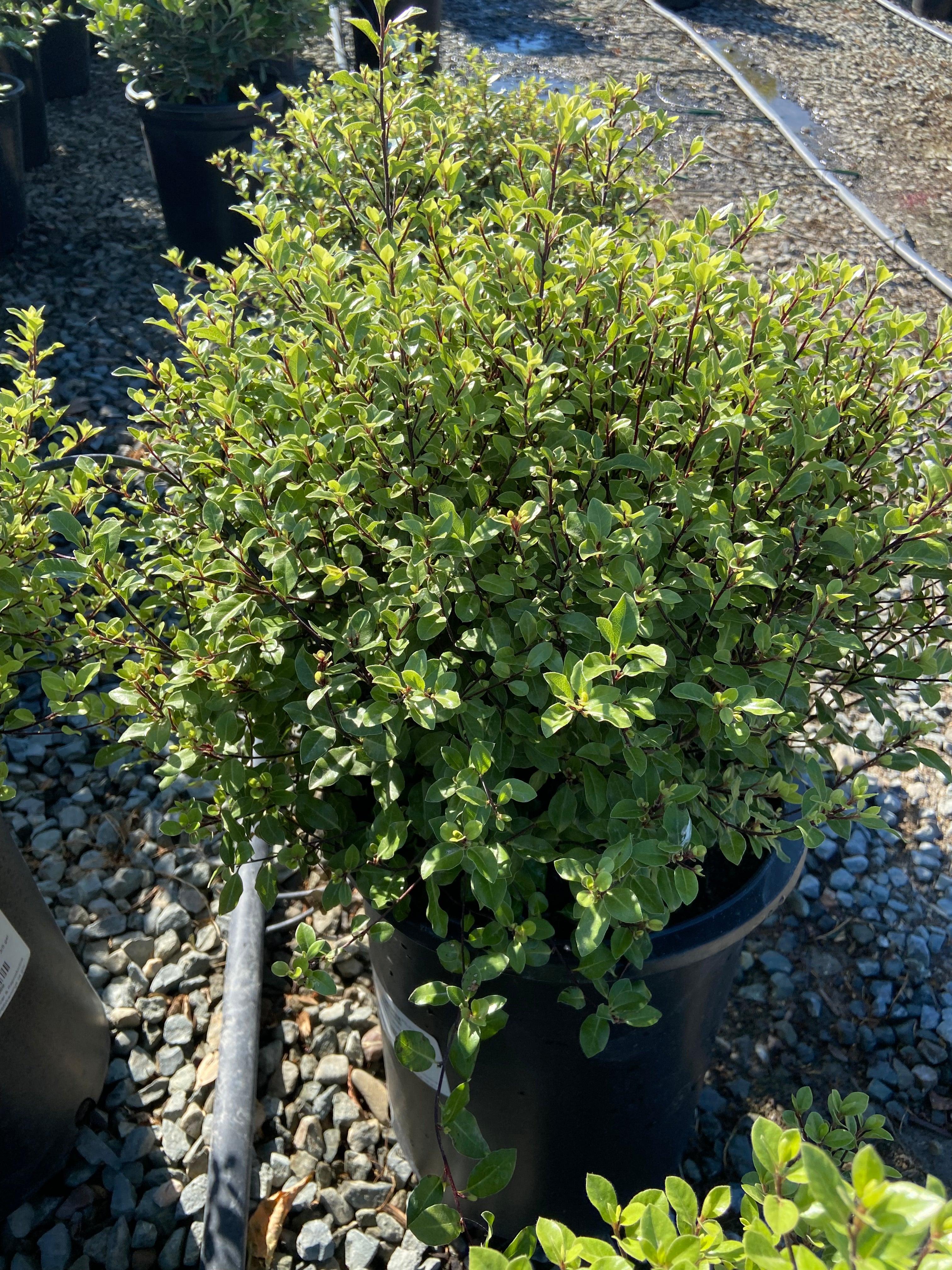 Cheesewood - Pittosporum - Image 6