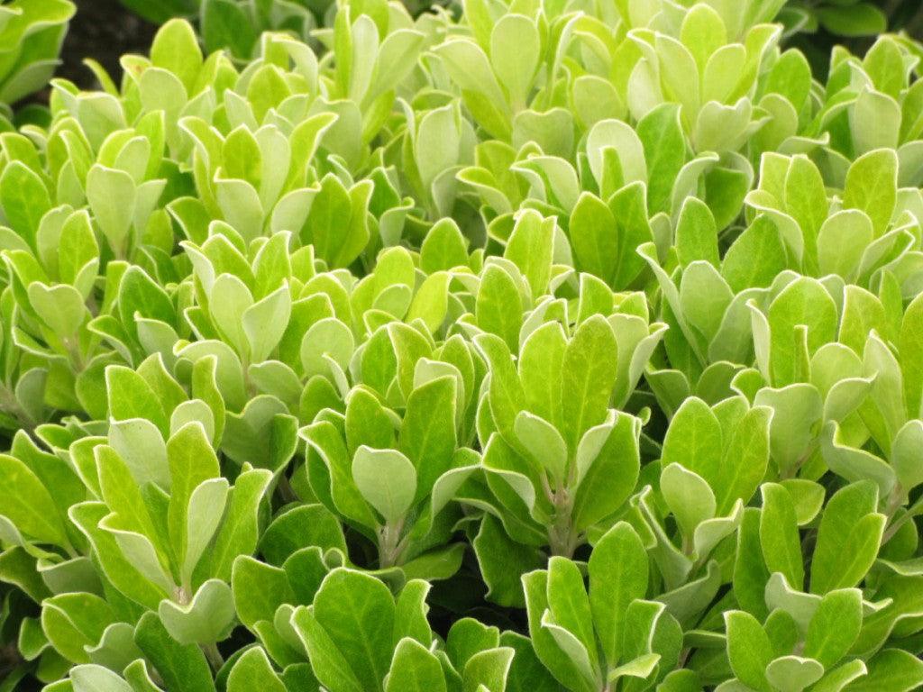 Cheesewood - Pittosporum - Image 7