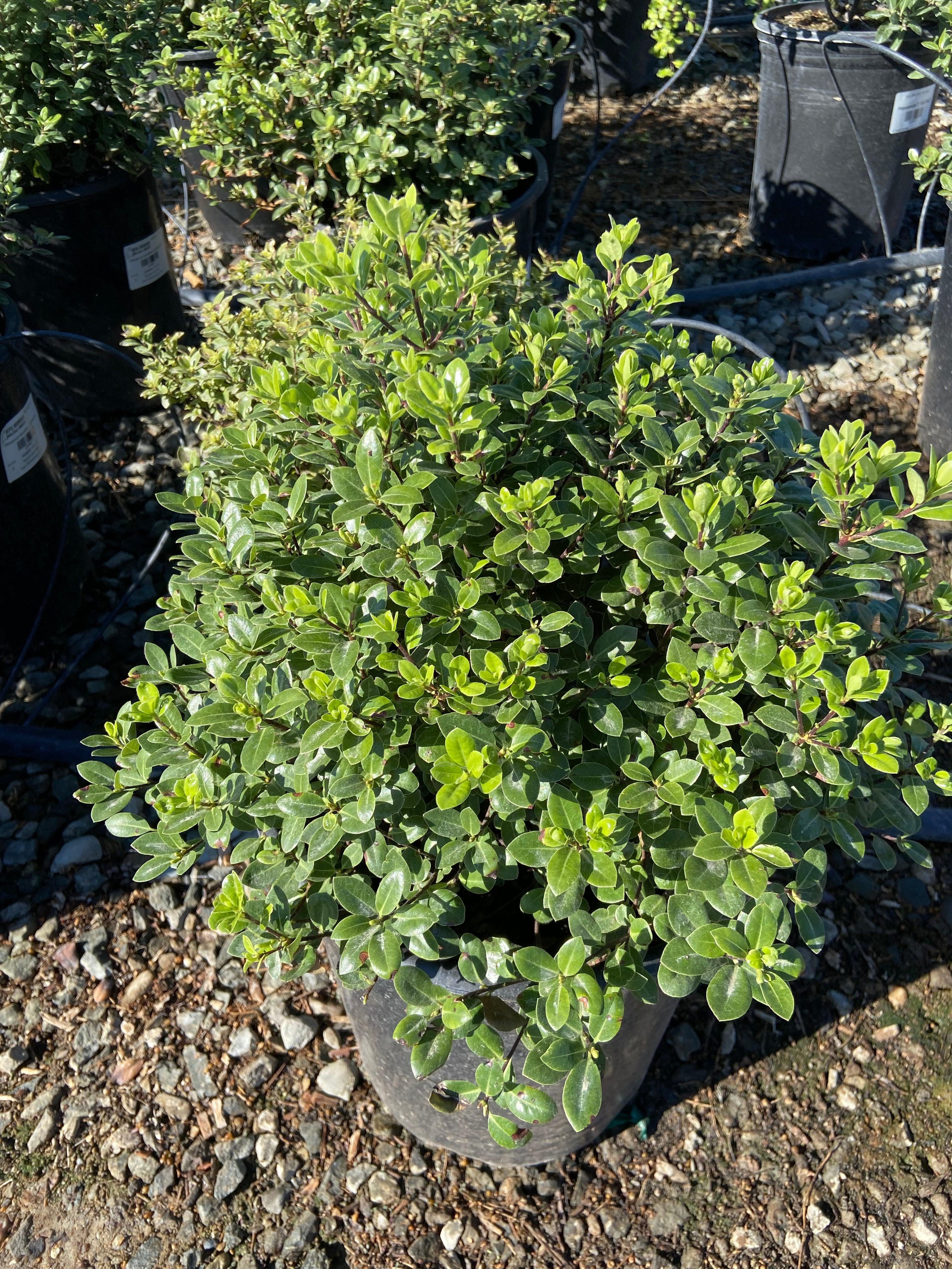Cheesewood - Pittosporum - Image 8