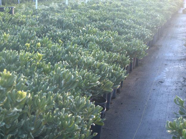 Cheesewood - Pittosporum - Image 9