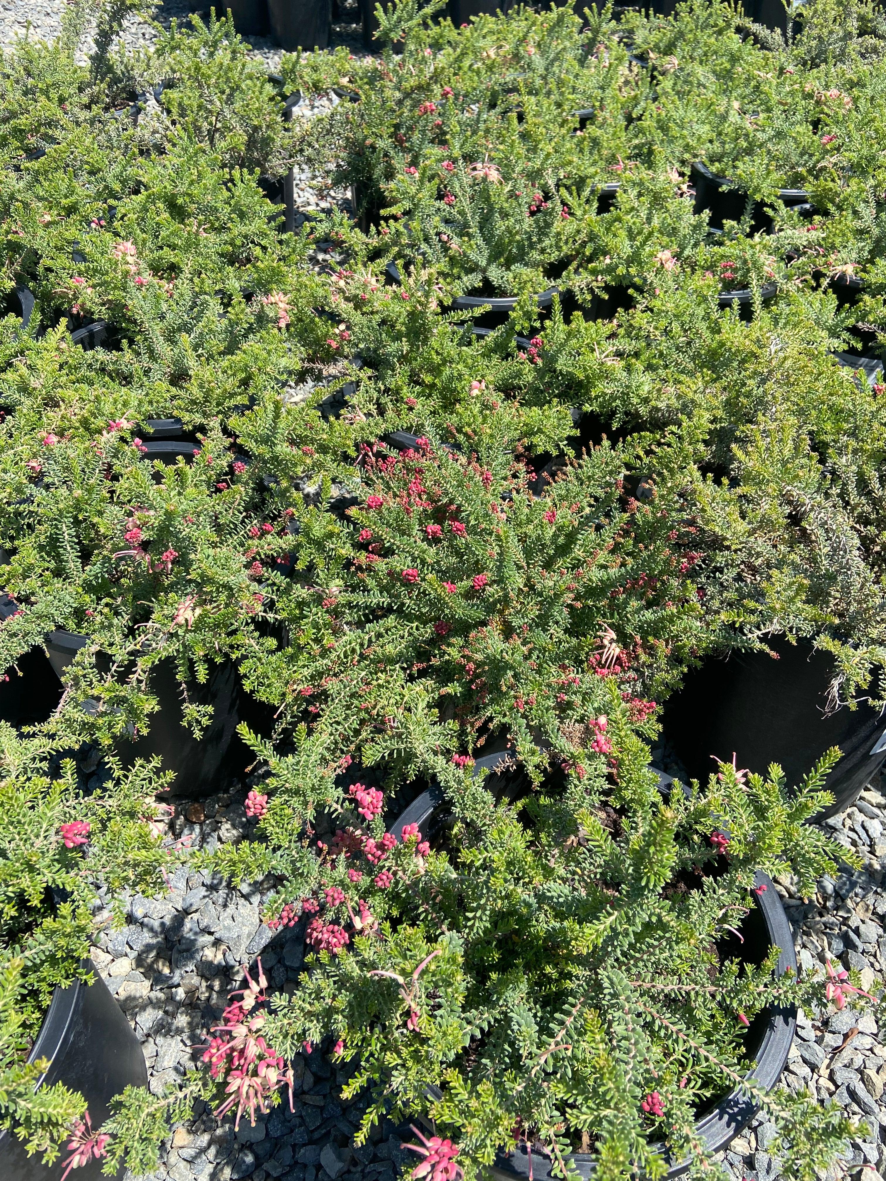 Spider Flower - Grevillea - Image 2