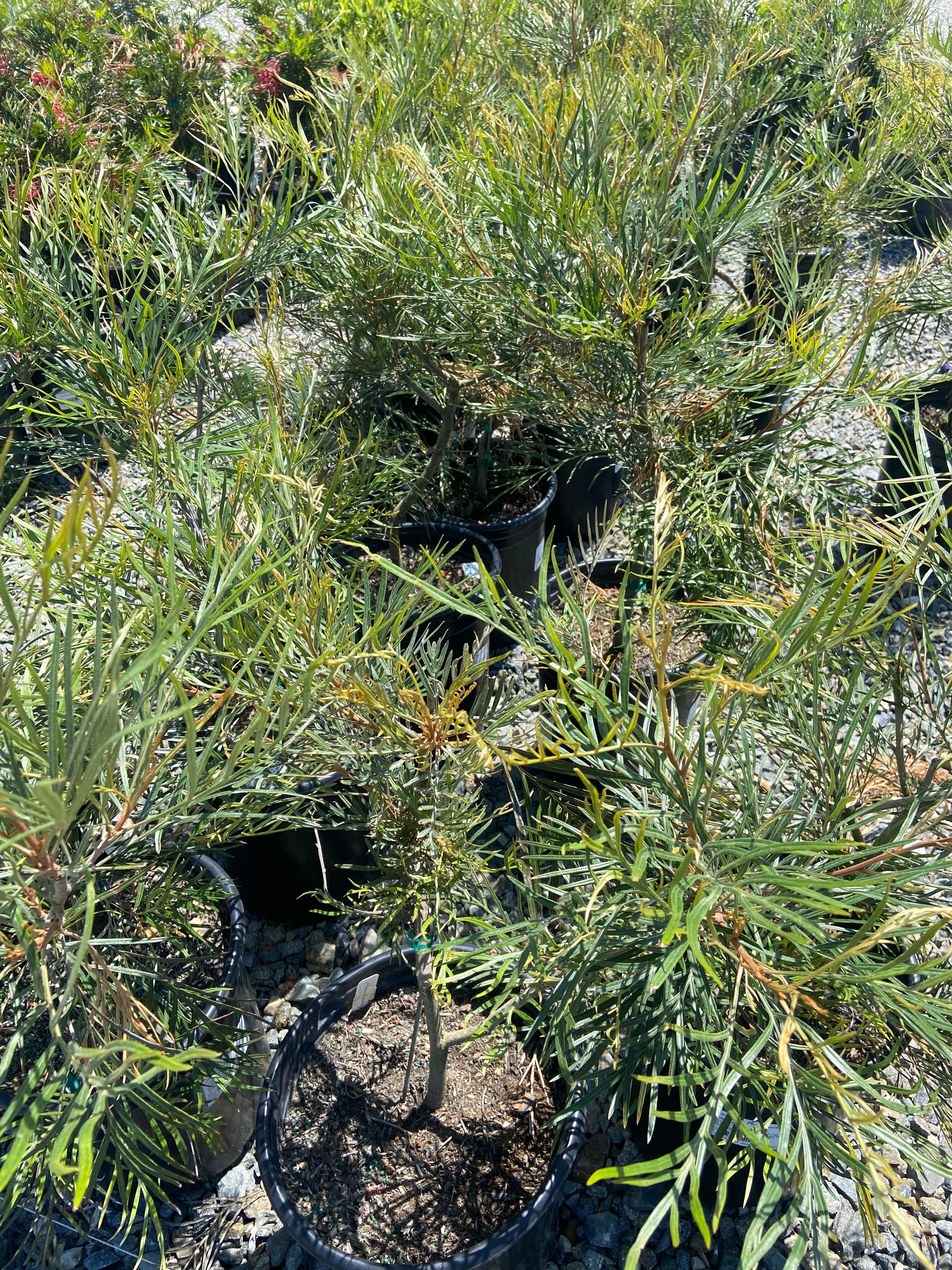 Spider Flower - Grevillea - Image 3