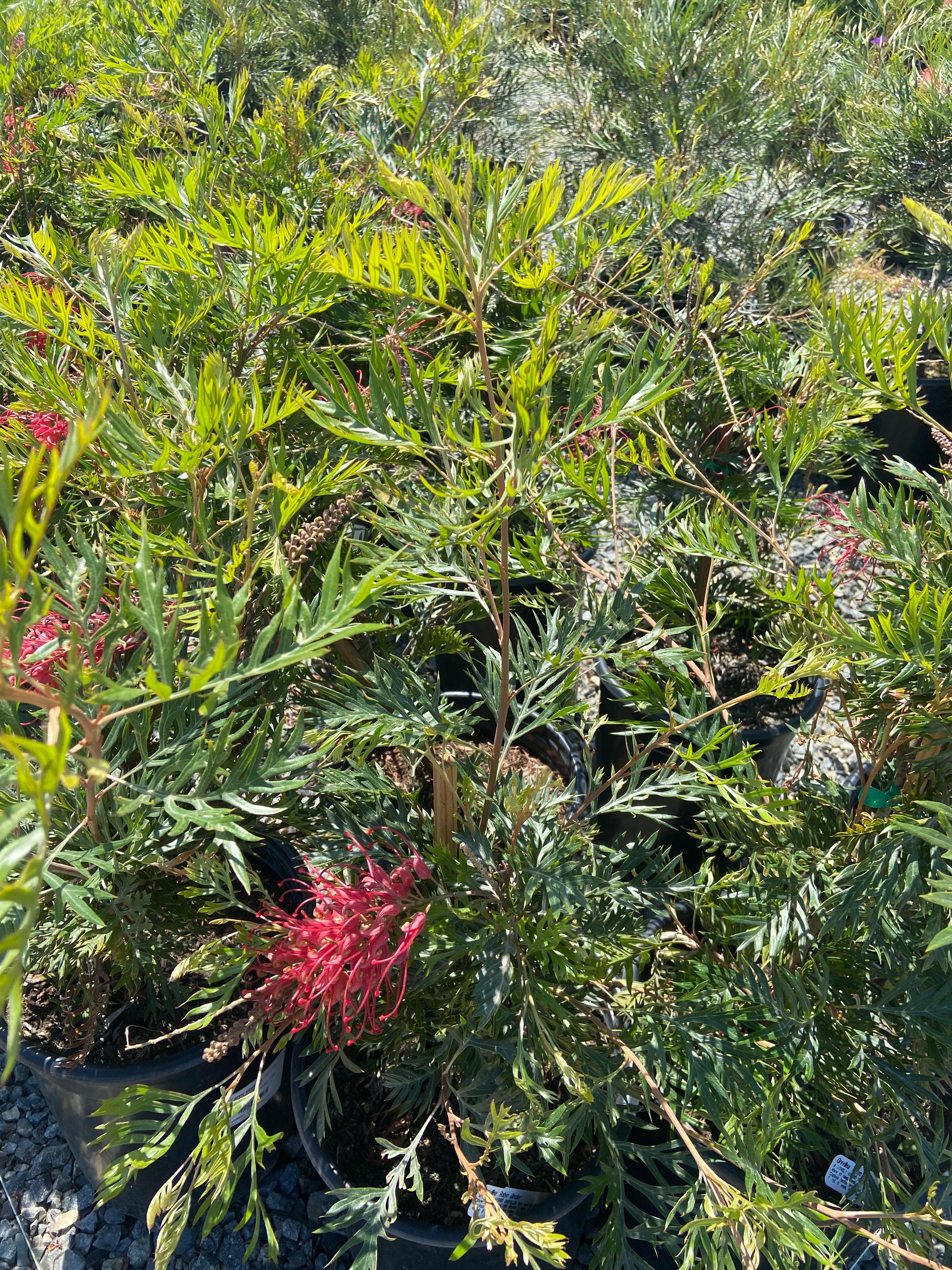 Spider Flower - Grevillea - Image 5