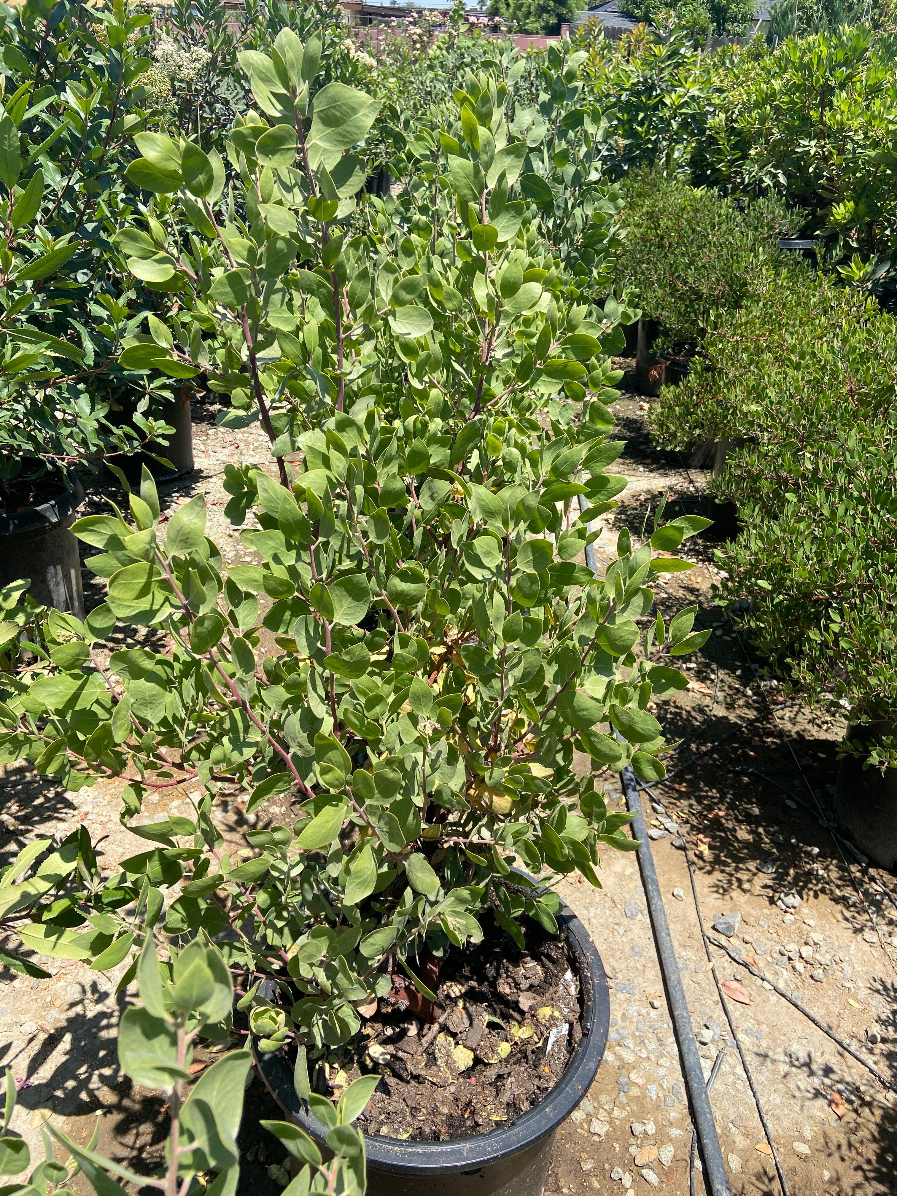 St. Helena Manzanita (Arctostaphylos manzanita 'St. Helena') - Image 3
