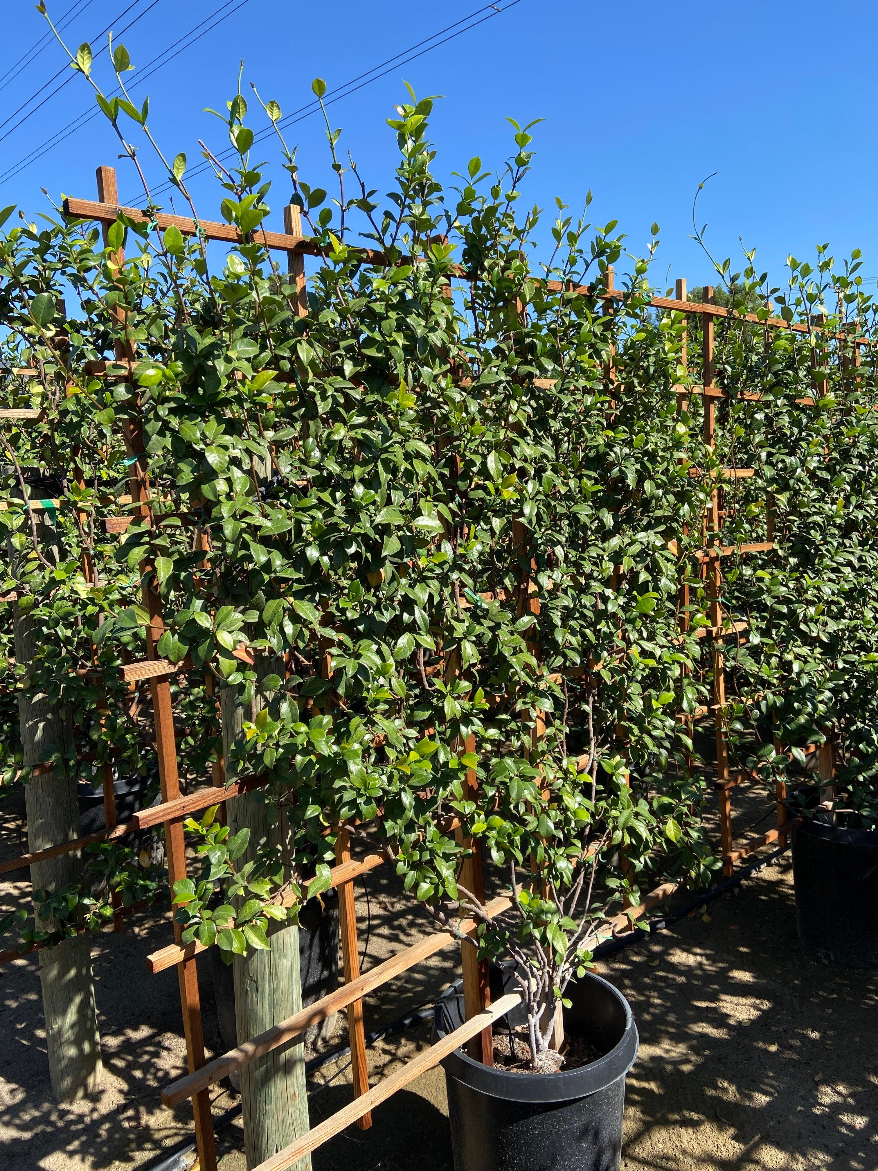 Star Jasmine (Trachelospermum Jasminoides) - Image 3