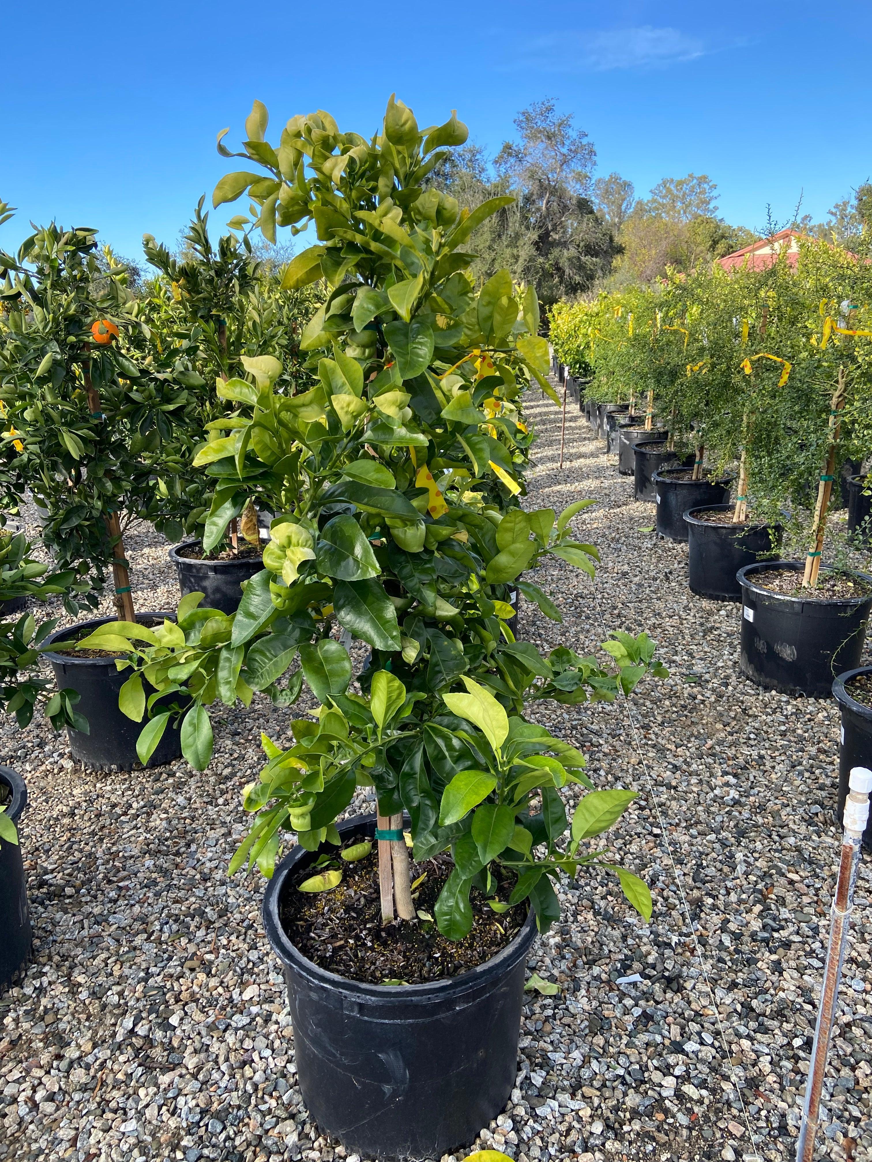 Star Ruby Grapefruit Tree