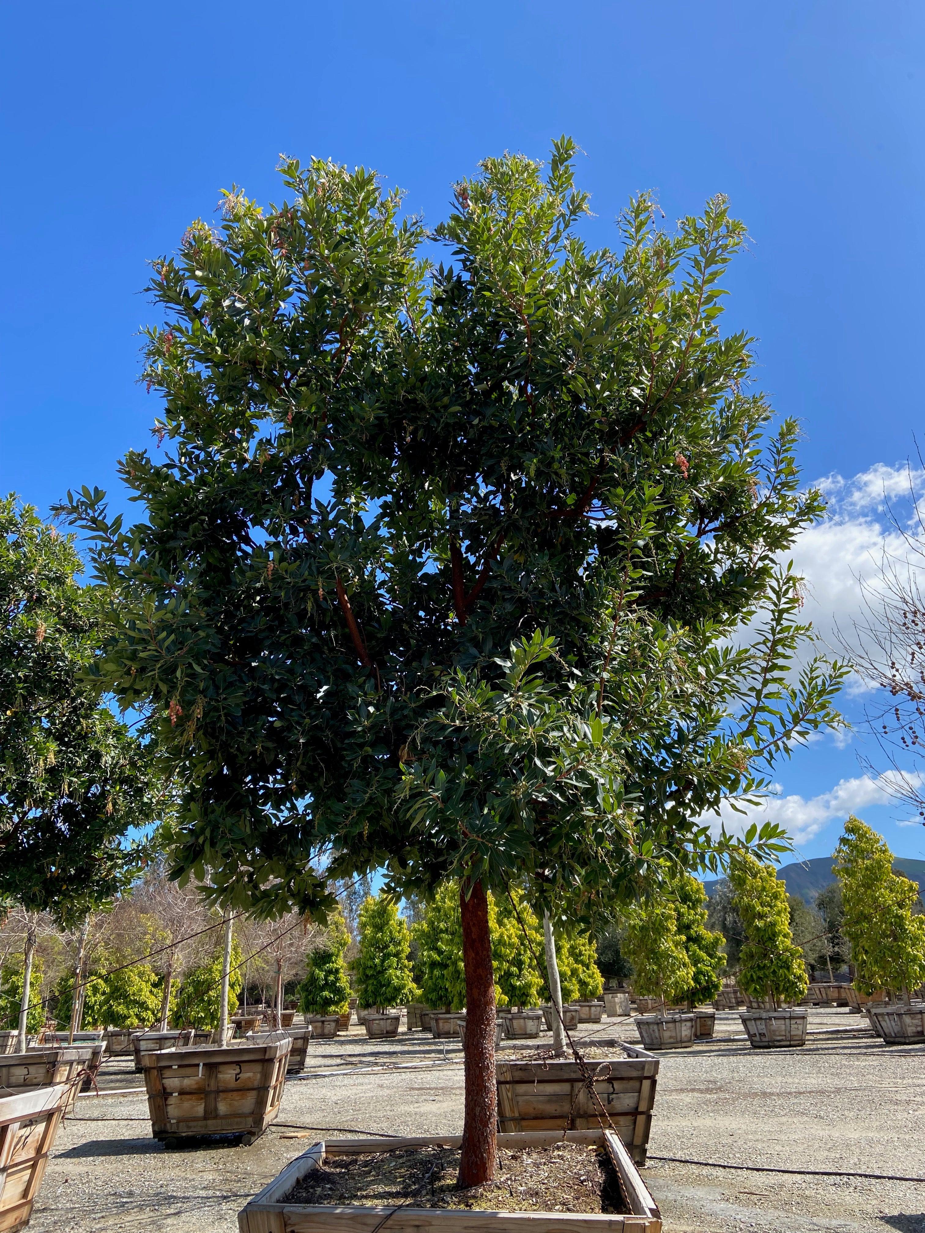 Strawberry Tree (Arbutus ‘Marina’) - Image 10