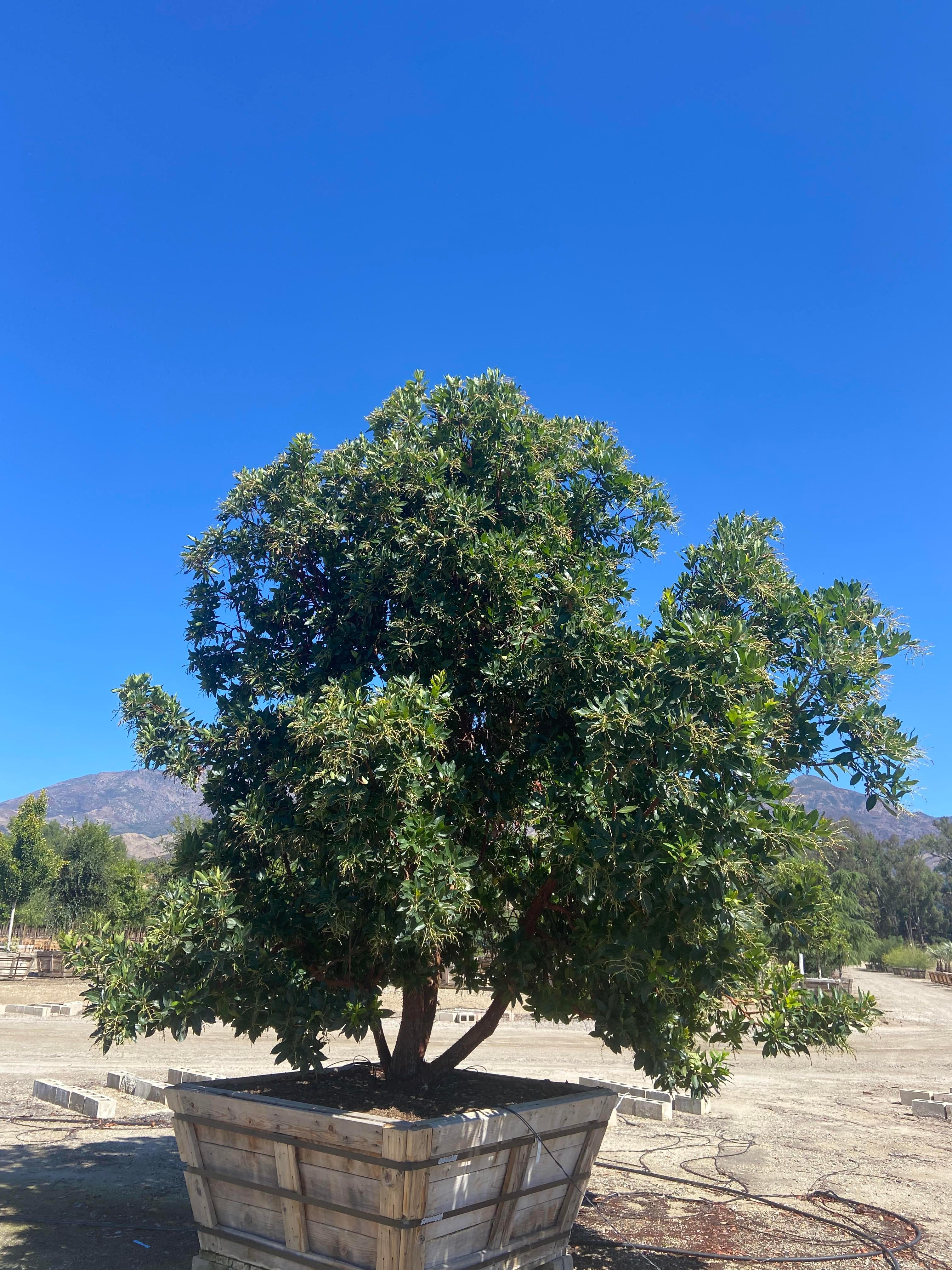 Strawberry Tree (Arbutus ‘Marina’) - Image 11