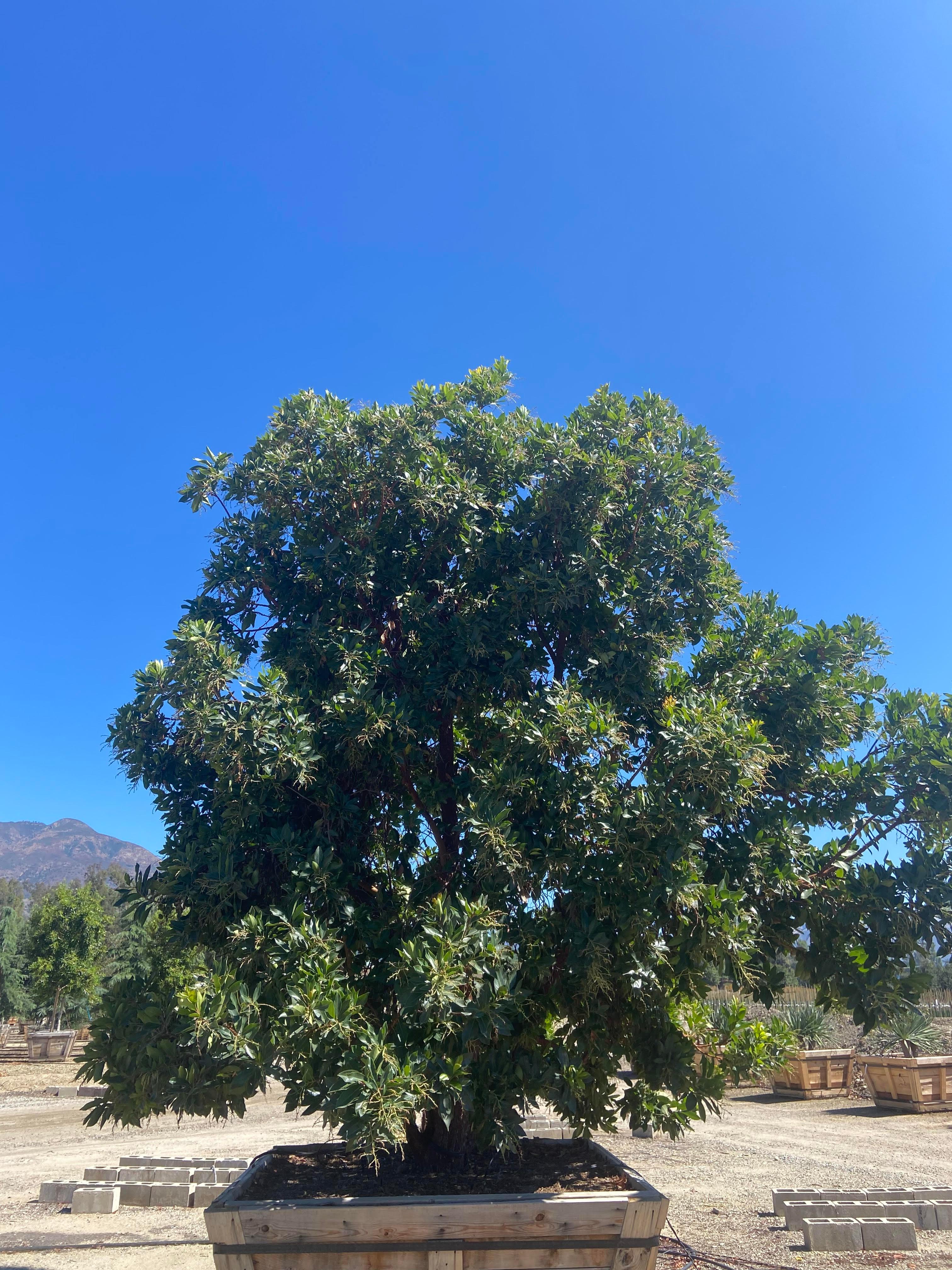 Strawberry Tree (Arbutus ‘Marina’) - Image 12