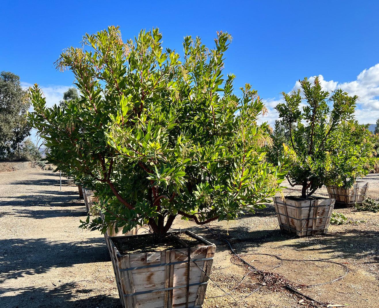 Strawberry Tree (Arbutus ‘Marina’) - Image 14