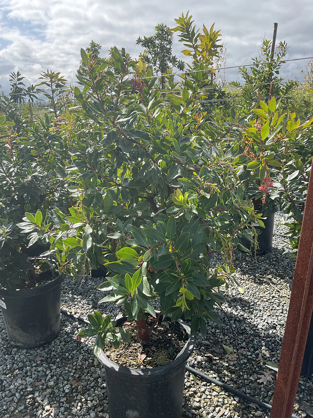 Strawberry Tree (Arbutus ‘Marina’) - Image 16