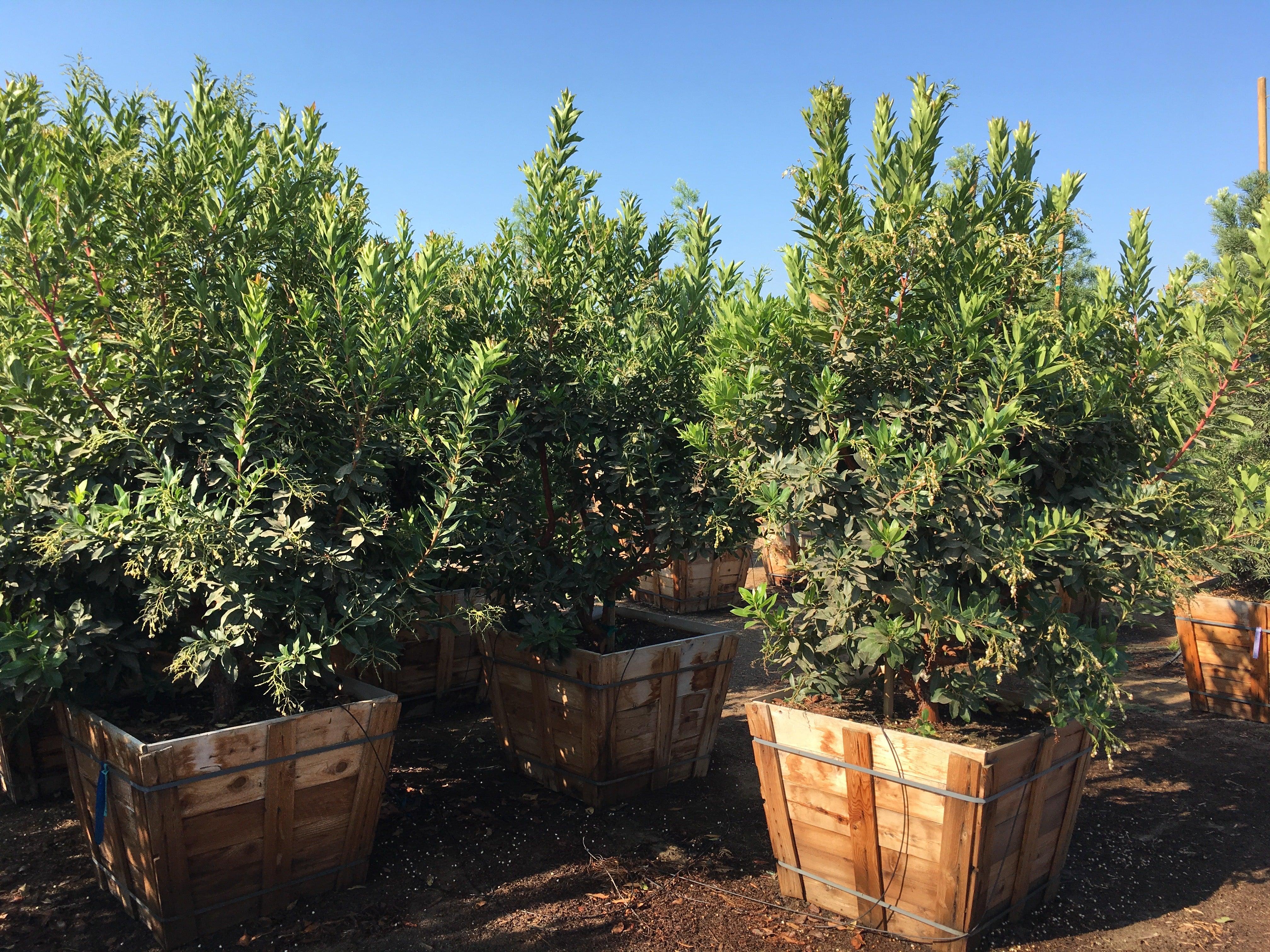 Strawberry Tree (Arbutus ‘Marina’) - Image 6