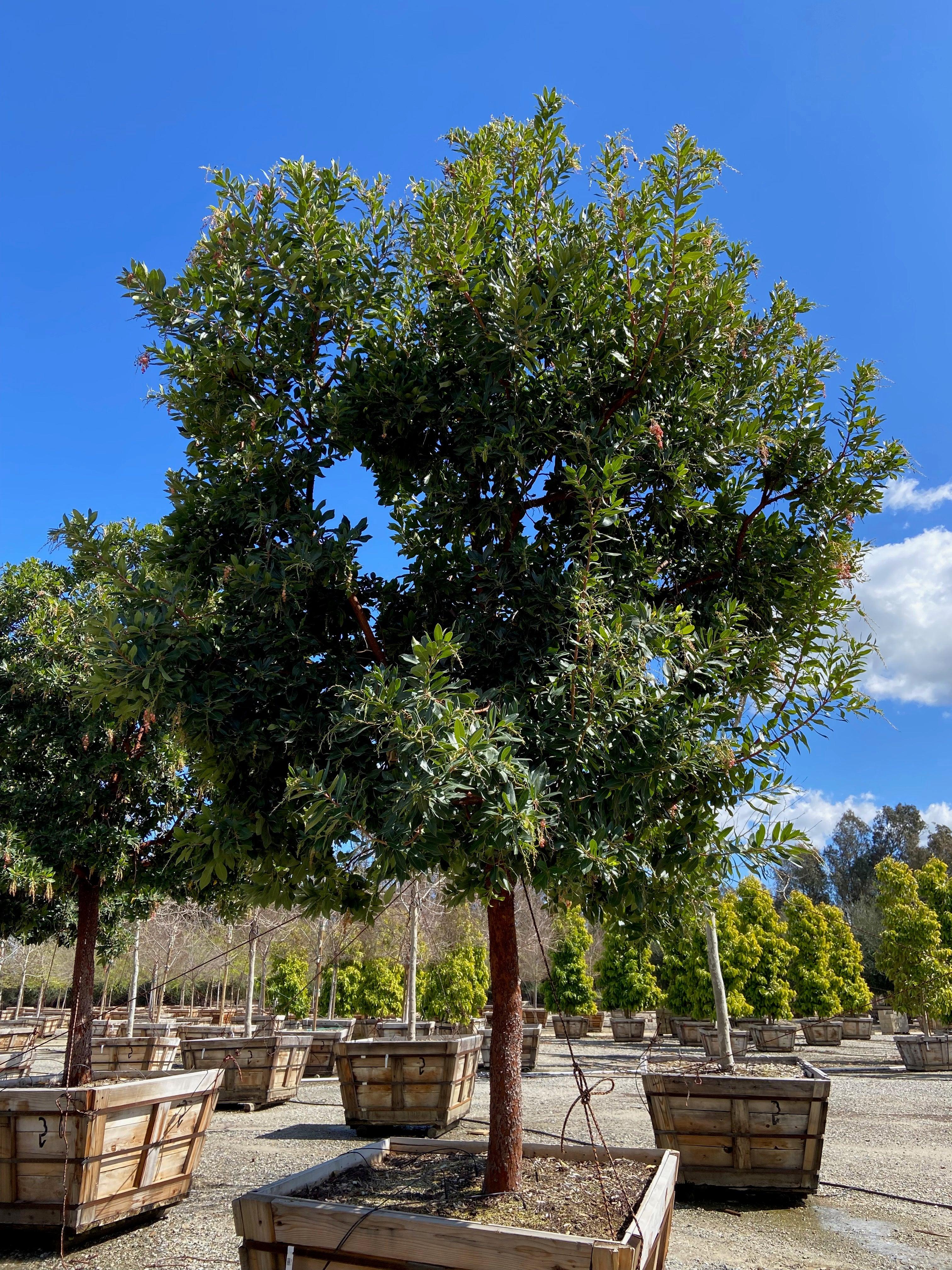 Strawberry Tree (Arbutus ‘Marina’) - Image 9