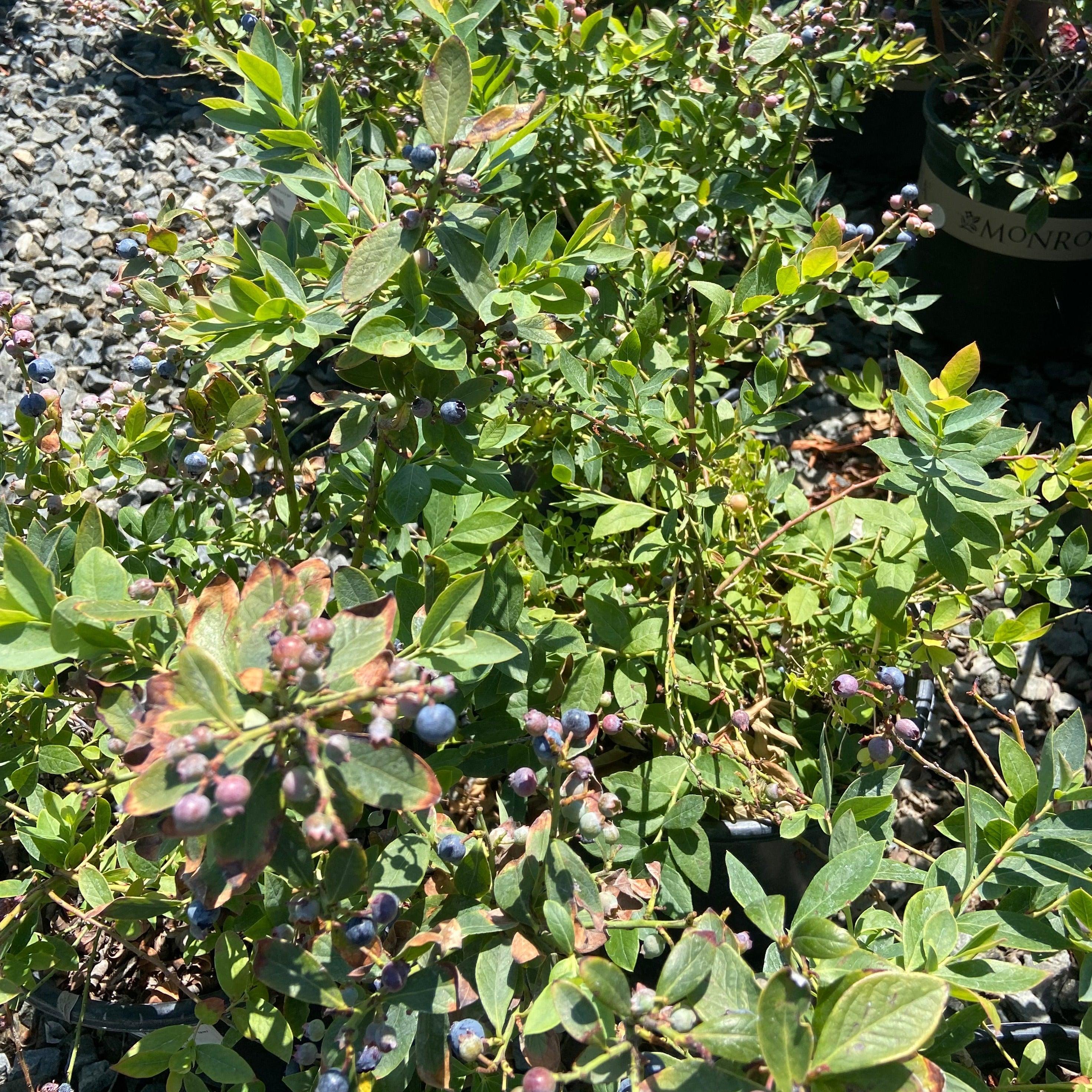 Sunshine Blue Blueberry