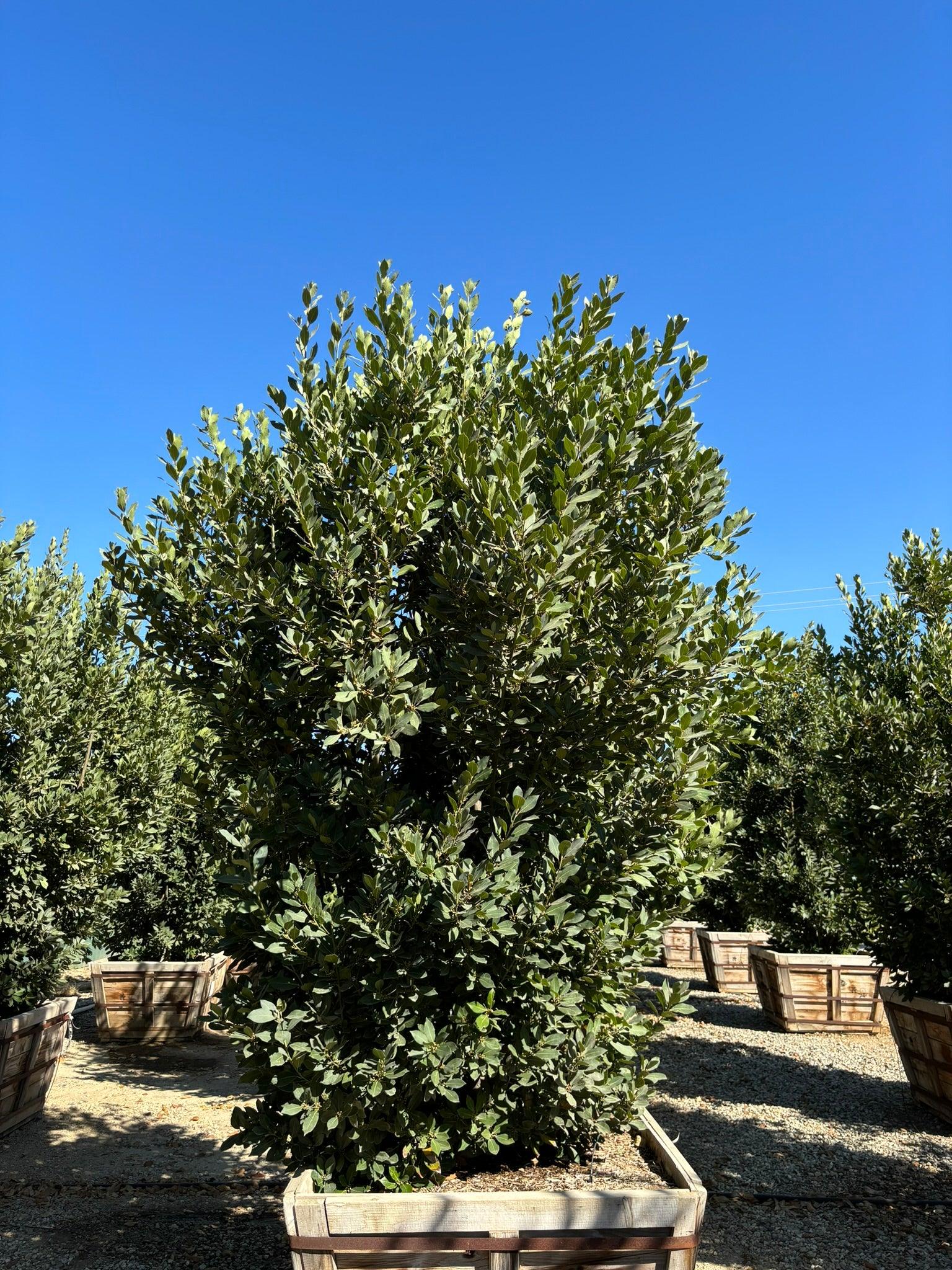 Bay Laurel (Laurus Nobilis) - Image 5